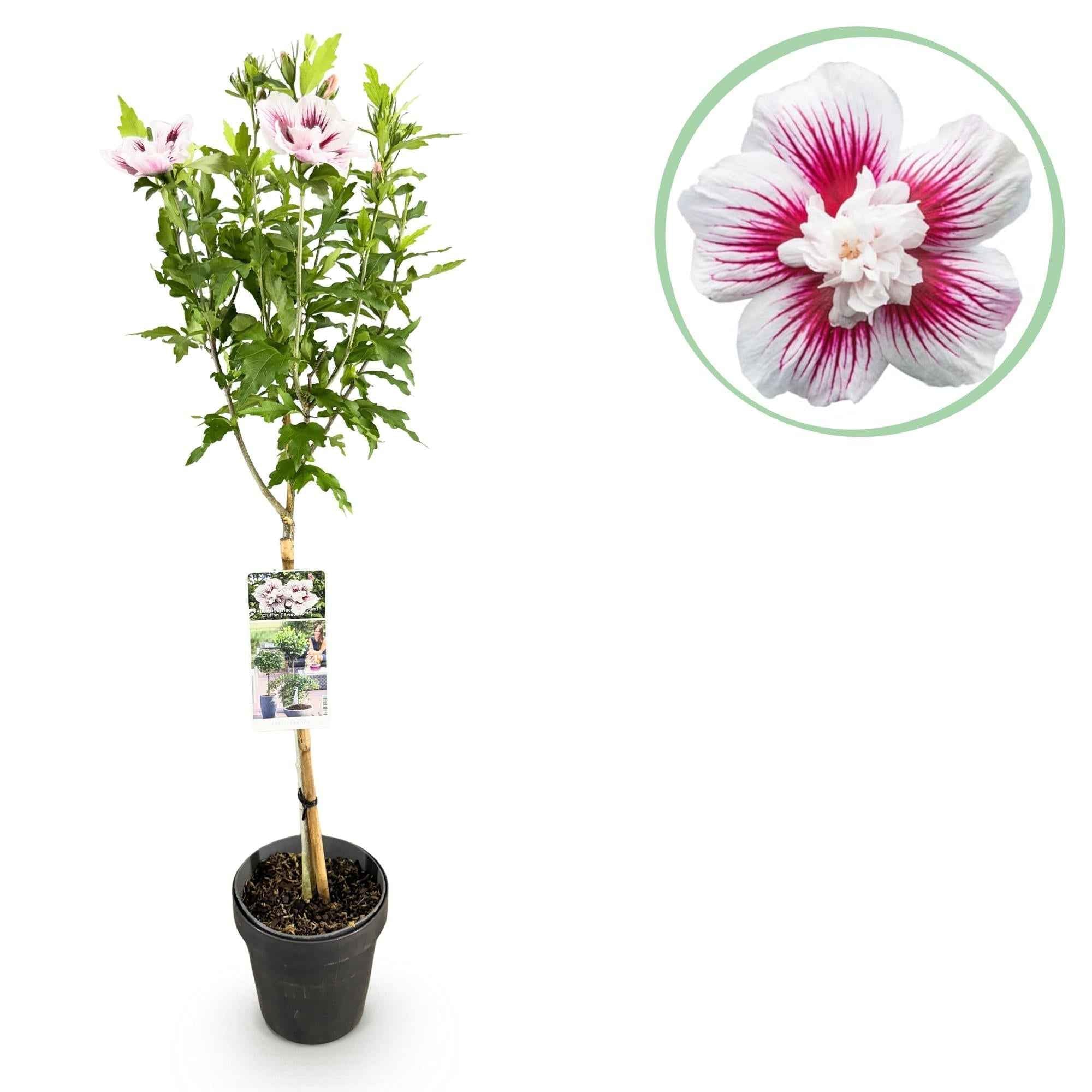 Image of Hibiscus syriacus Starburst Chiffon – Blühende Stamm – Pflanze mit cremeweißen Blüten – Laubabwerfend & pflegeleicht – Ø19cm – Höhe ca. 90cm-0