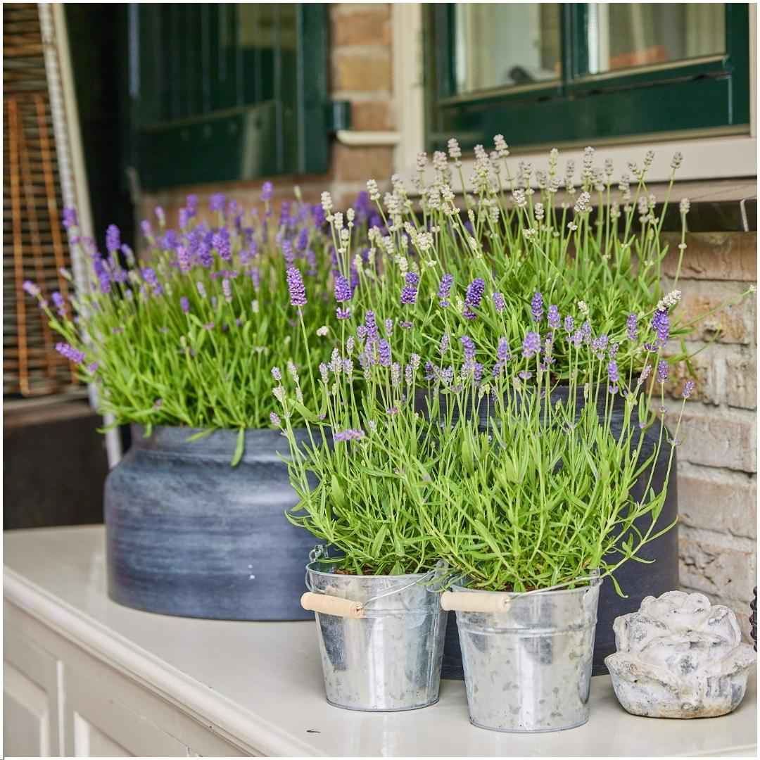 Image of Echter Lavendel Lavandula angustifolia Felice – 3 Pflanzen – Duftender Lavendel im Dekotopf Old Look – Ø13cm – Winterhart
