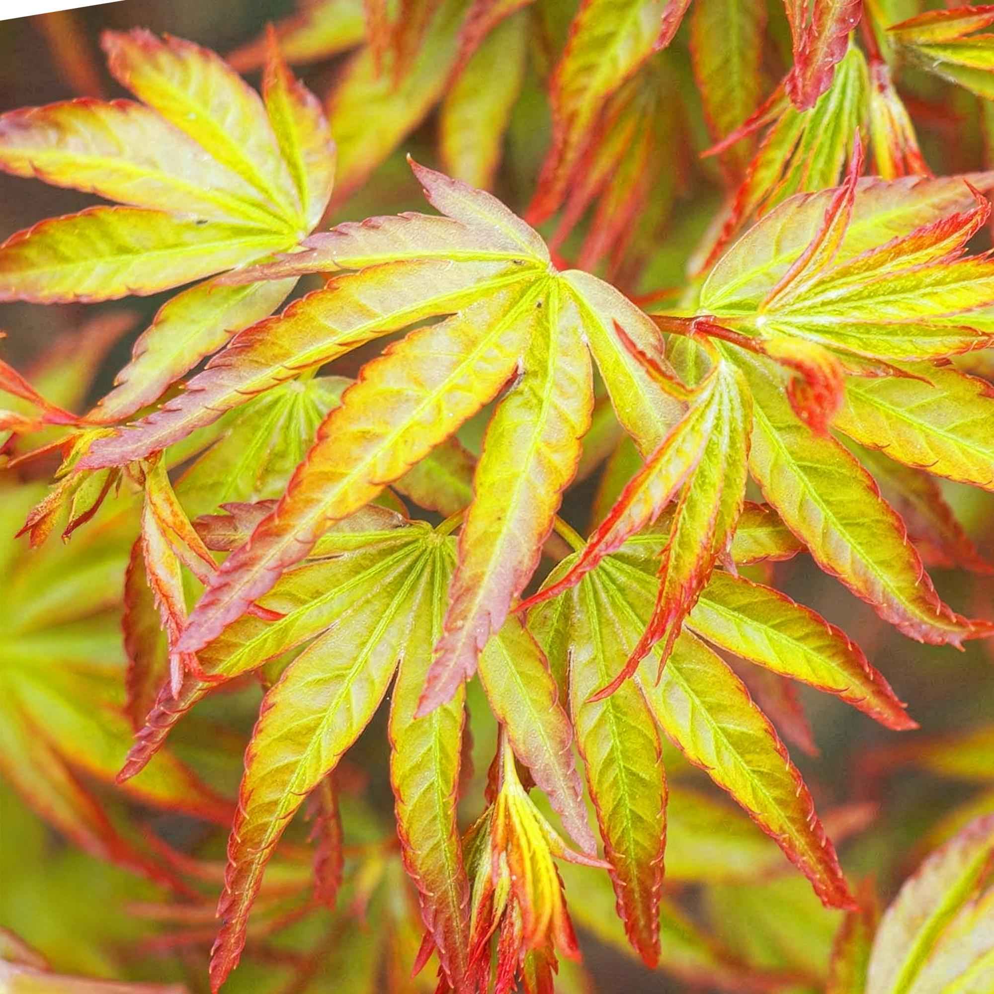 Image of Ahorn Acer palmatum Little Princess – Grün – Laubabwerfend – Wenig Pflege – 12cm Höhe 35cm-2