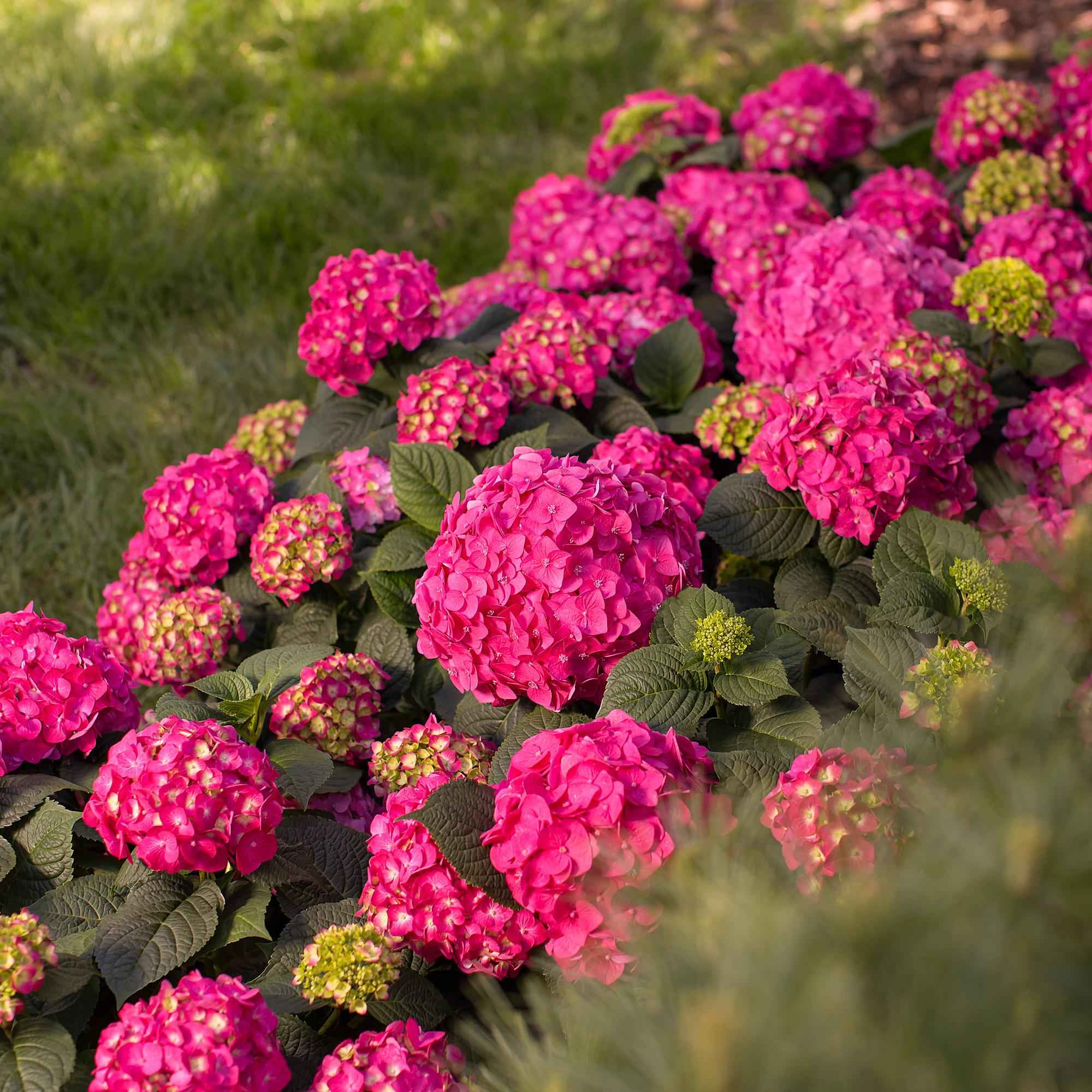 Image of Hortensie Hydrangea macrophylla Summer Love Red winterhart rot 20-25cm 14cm für Garten Balkon Terrasse Beet blühender Zierstrauch pflegeleicht-0