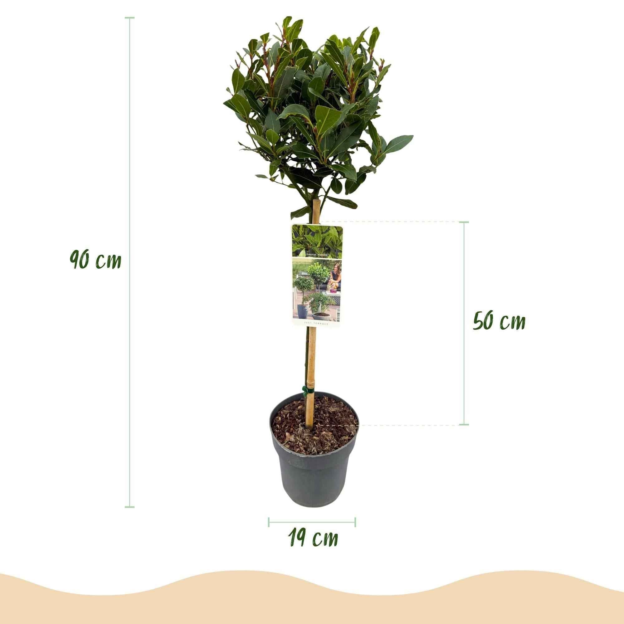 Image of Laurus nobilis Stamm – Pflanze – Immergrüner Lorbeerbaum – Pflegeleicht – Ø19cm – Höhe ca. 90cm – Mediterranes Flair für Terrasse & Balkon-2
