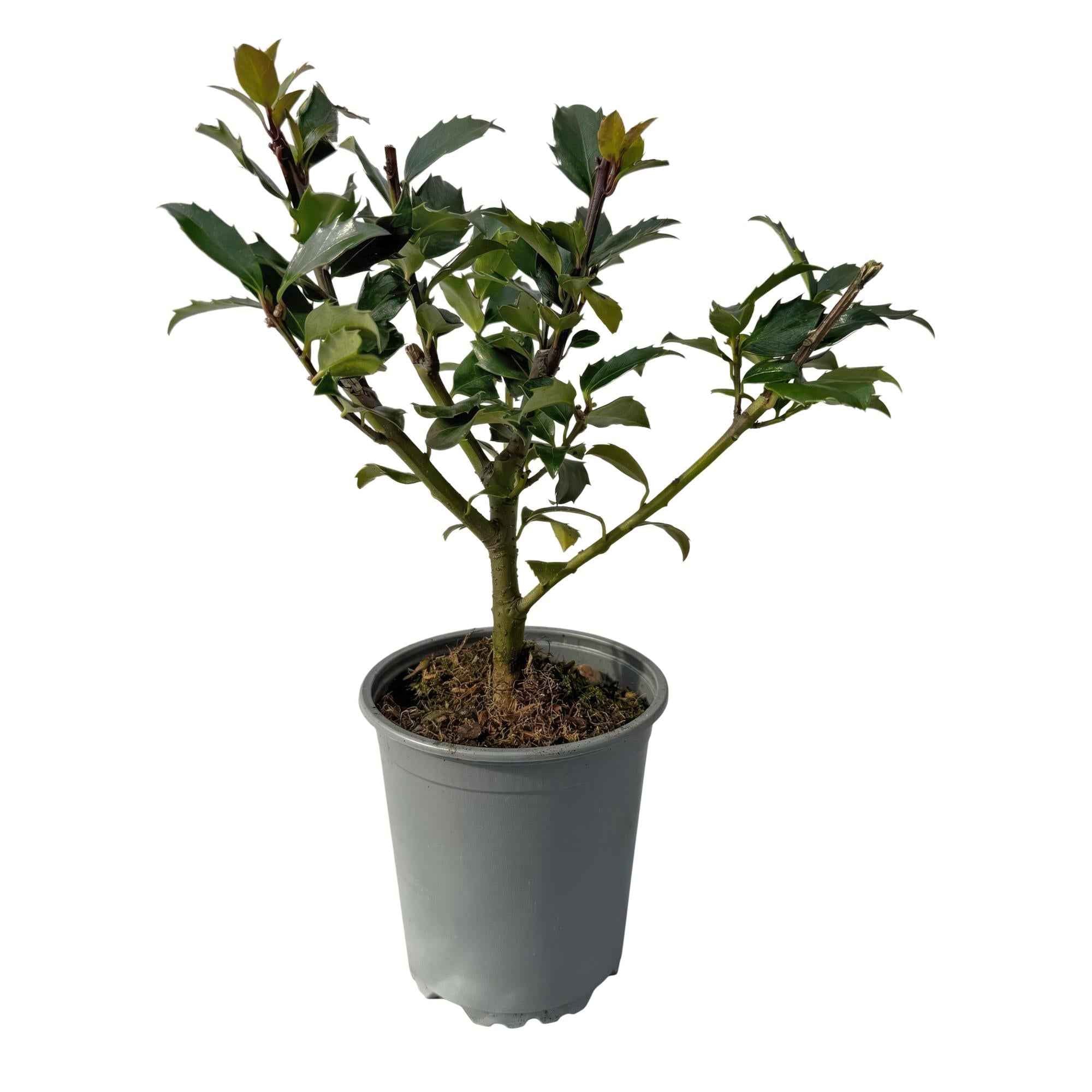 Image of Stechpalme – Ilex meserveae Blue Maid – Heckenpflanze – Blatt grün – 8 Pflanzen – 1 laufender Meter – immergrün – 9cm Höhe 25-30cm-0