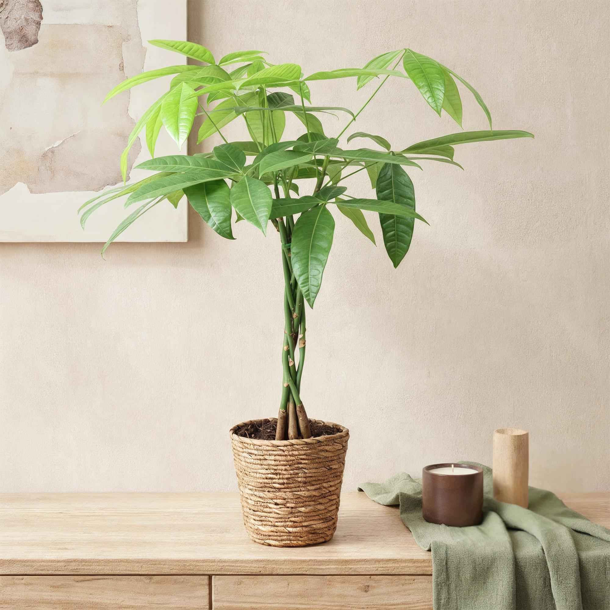 Image of Pachira Aquatica – 60-70cm – 17cm inkl. Naturkorb – Pflegeleichter Geldbaum mit geflochtenem Stamm-3