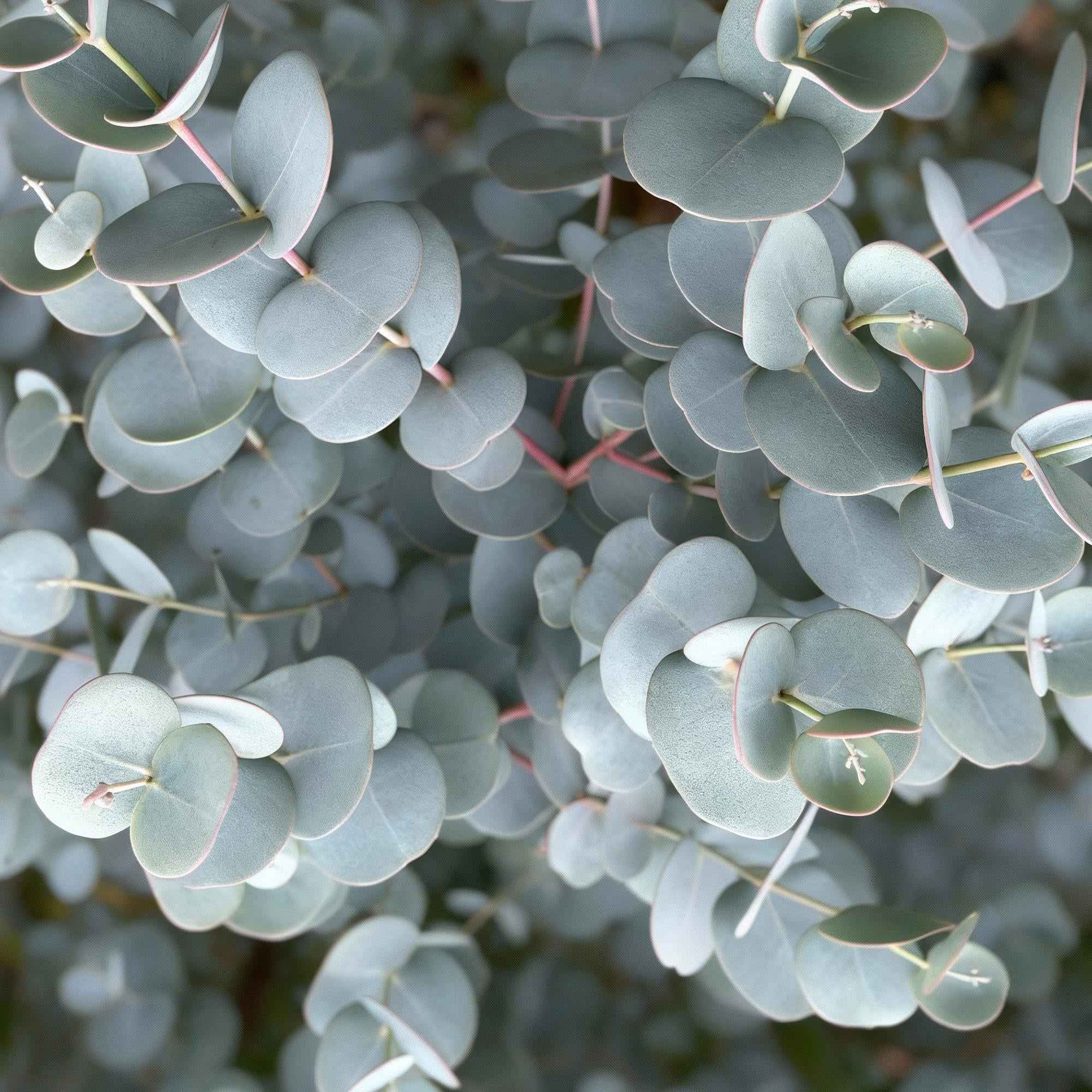 Image of Eukalyptus Eucalyptus gunnii Azura – 19cm – Höhe ca. 90cm – Immergrüne winterharte Terrassenpflanze mit graugrünen duftenden Blättern-3