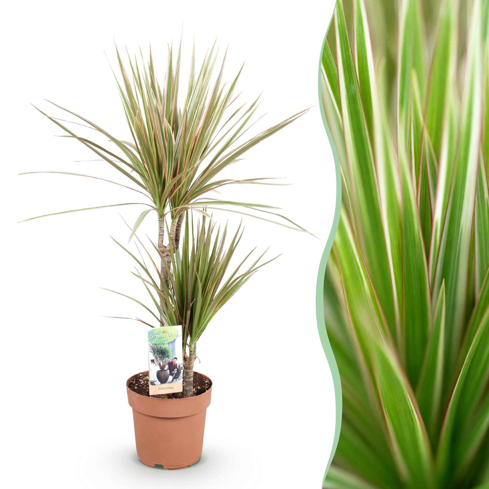 Image of Dracaena Marginata Bicolor – Drachenbaum – 17cm – Höhe 70-75cm – Pflegeleichte rot-1