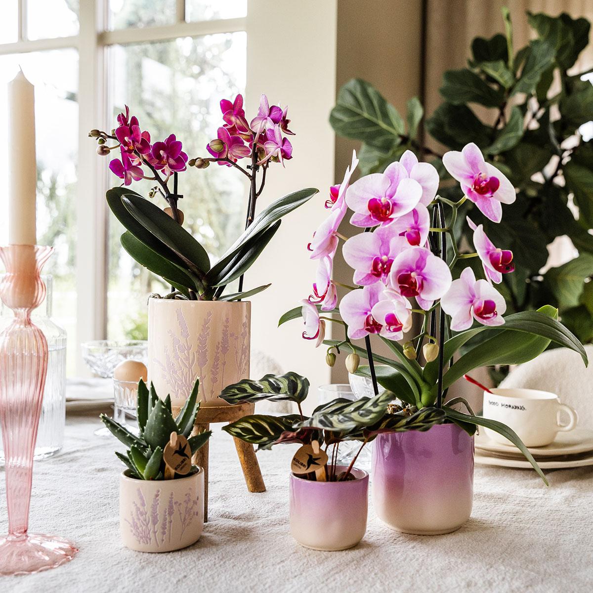Image of Blumentopf Lavendel – Ø6cm – Pflanztopf für Mini-Pflanzen, Sukkulenten & Kräuter – Leicht & robust-3