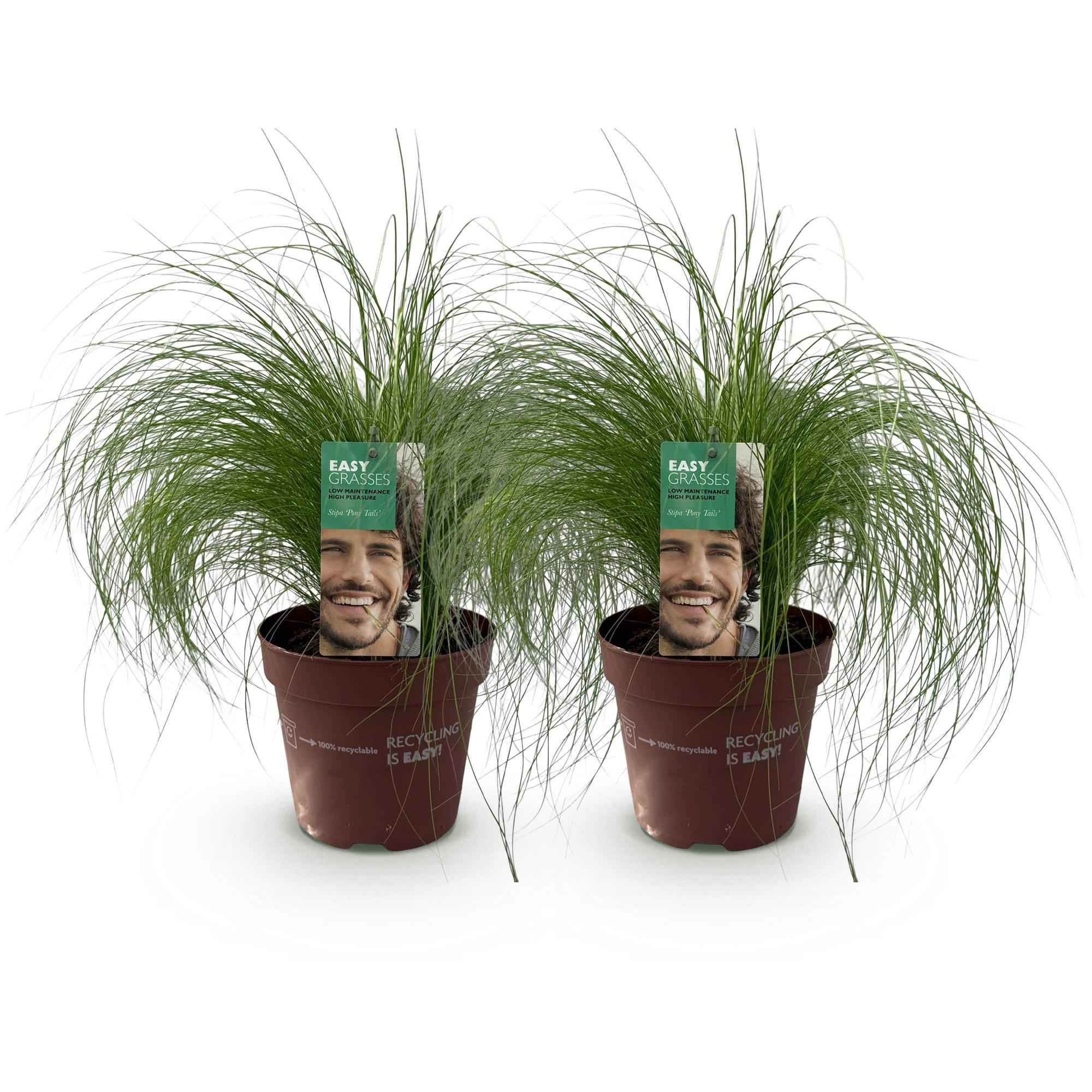 Image of Zartes Federgras Stipa tenuifolia Pony Tails – 2 Pflanzen – Ø17cm – Immergrün, pflegeleicht & trockenheitsresistent – Höhe ca. 50cm-1