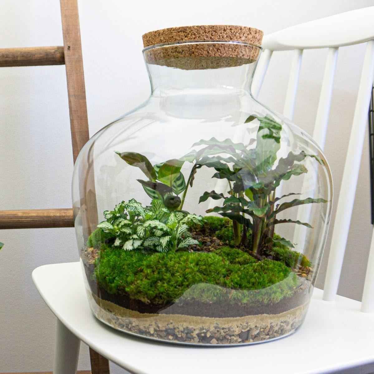 Image of Flaschengarten DIY Bausatz Fat Joe – Terrarium Set mit Pflanzen, Moos & Zubehör – Ø29cm ↕30cm – Selbstversorgendes Pflanzterrarium mit 5 – Schritte-0