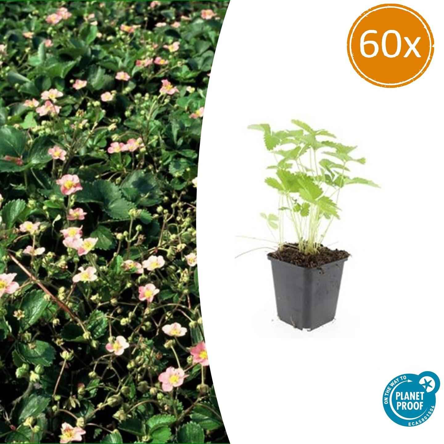 Image of Wald – Erdbeere – Fragaria vesca – ↑10-25cm – Ø9cm – 60 Pflanzen – Süße Früchte, pflegeleichter Bodendecker & Beetpflanze – Vogel