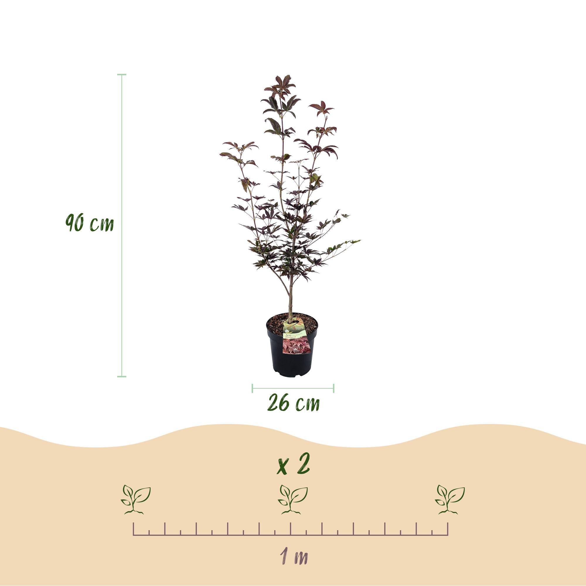 Image of Japanischer Ahorn Acer palmatum Bloodgood, rote laubabwerfende Gartenpflanze, Zierahorn für Garten und Kübel, Ø26cm, 90cm hoch, für sonnige bis-4
