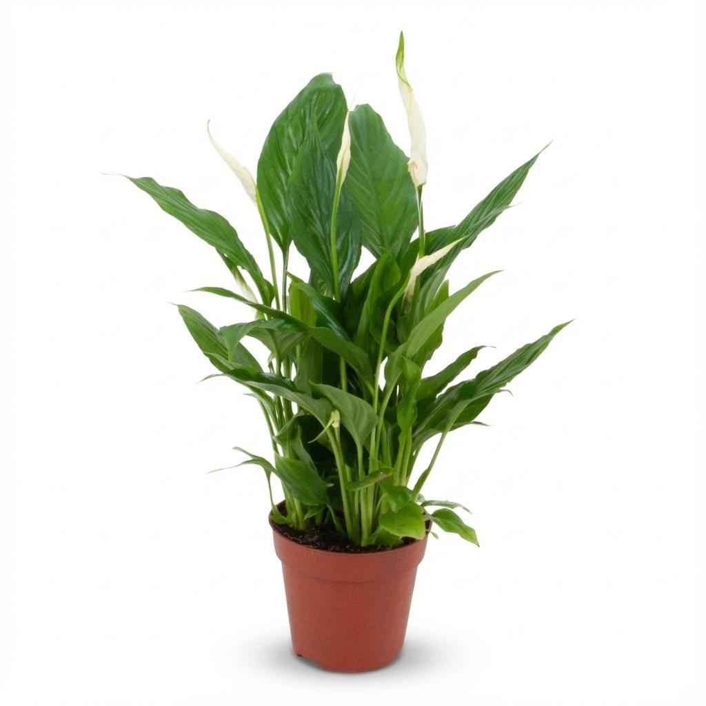 Image of Scheidenblatt Spathiphyllum Einblatt – Ø12cm – Höhe 35-40cm – Luftreinigende Zimmerpflanze weiß blühend-0