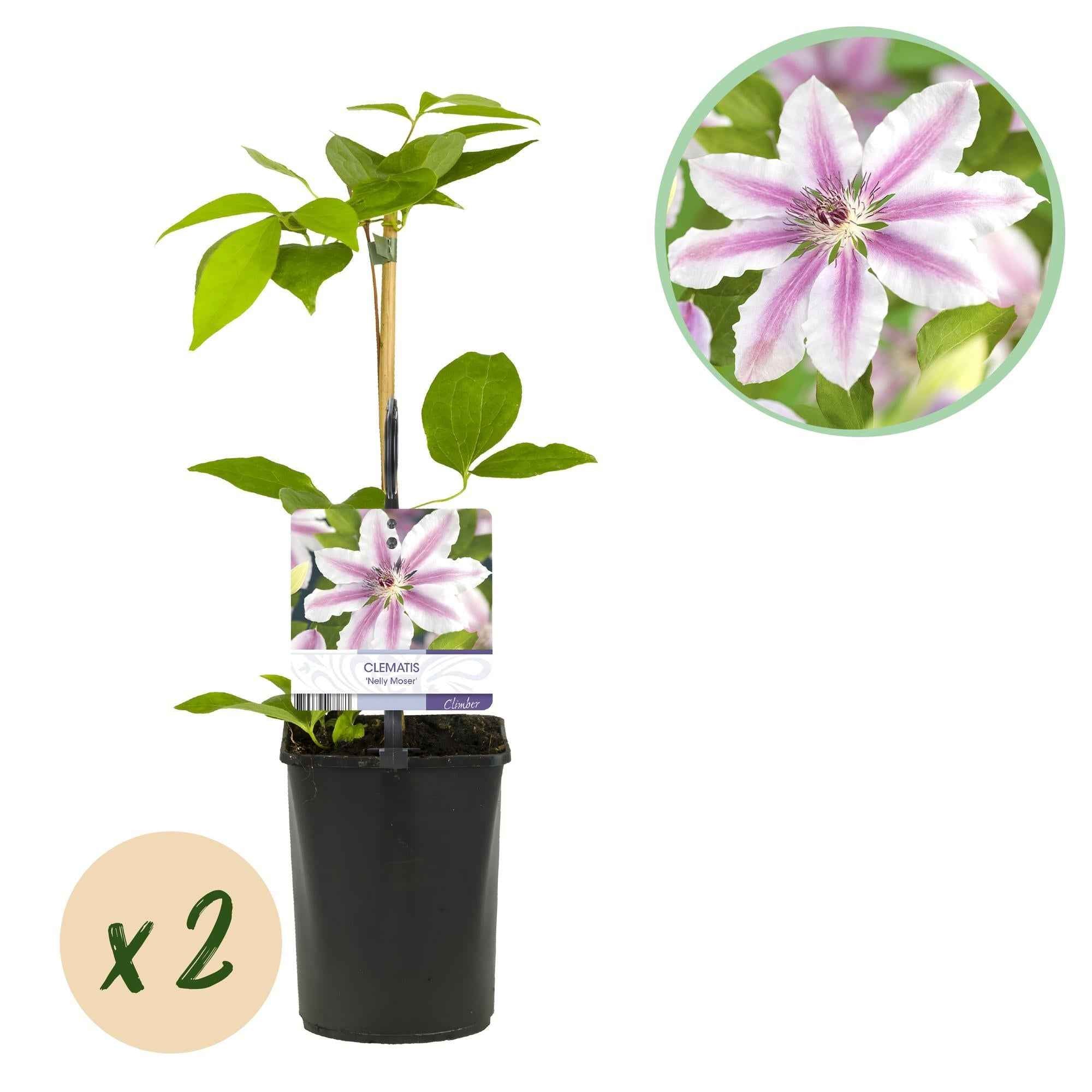 Image of Kletterpflanze Clematis Nelly Moser – Rosa Blüten – Wenig Pflege – 2 Pflanzen – 11cm Höhe 40cm – Für Garten, Balkon & Pergolen-2