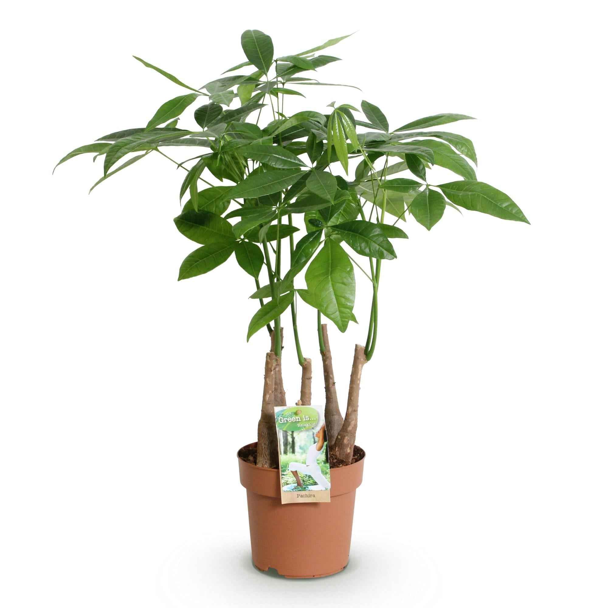 Image of Pachira Aquatica Mehrstamm – 50-55cm – 17cm – Pflegeleichter Geldbaum – Grüne Zimmerpflanze für Wohnzimmer, Büro & Schlafzimmer-0