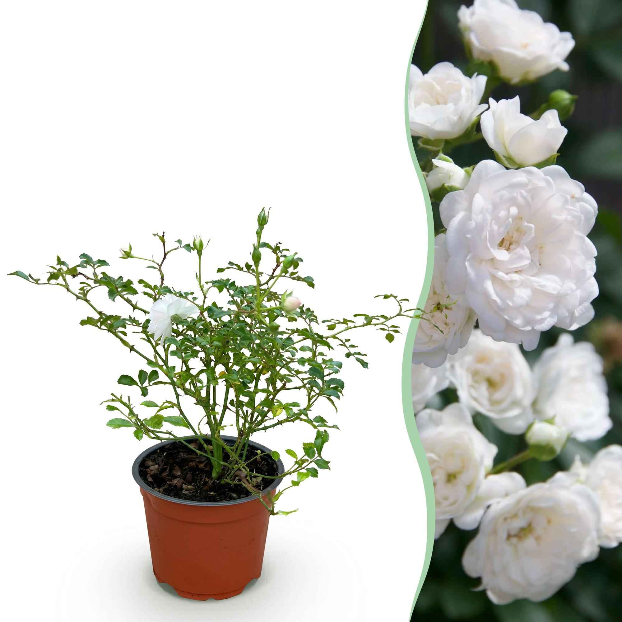 Image of Rose Rosa White Fairy winterhart weiß 20-25cm 12cm für Garten Balkon Terrasse Beet weiße Beetrose dauerblühend bienenfreundlich pflegeleicht kompakt-1