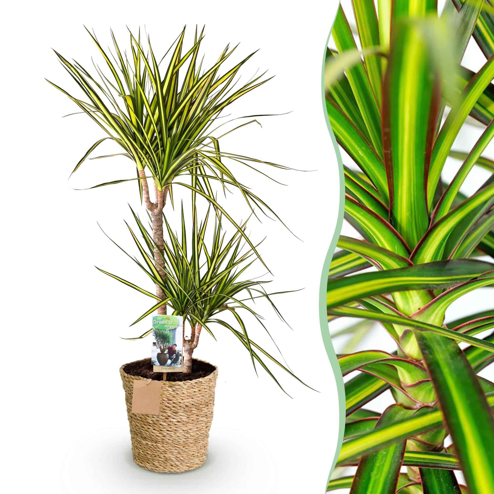 Image of Dracaena Sunray – 90-100cm – 21cm inkl. Naturkorb – Pflegeleichter Drachenbaum – Grün – Gelbes Blattwerk-1