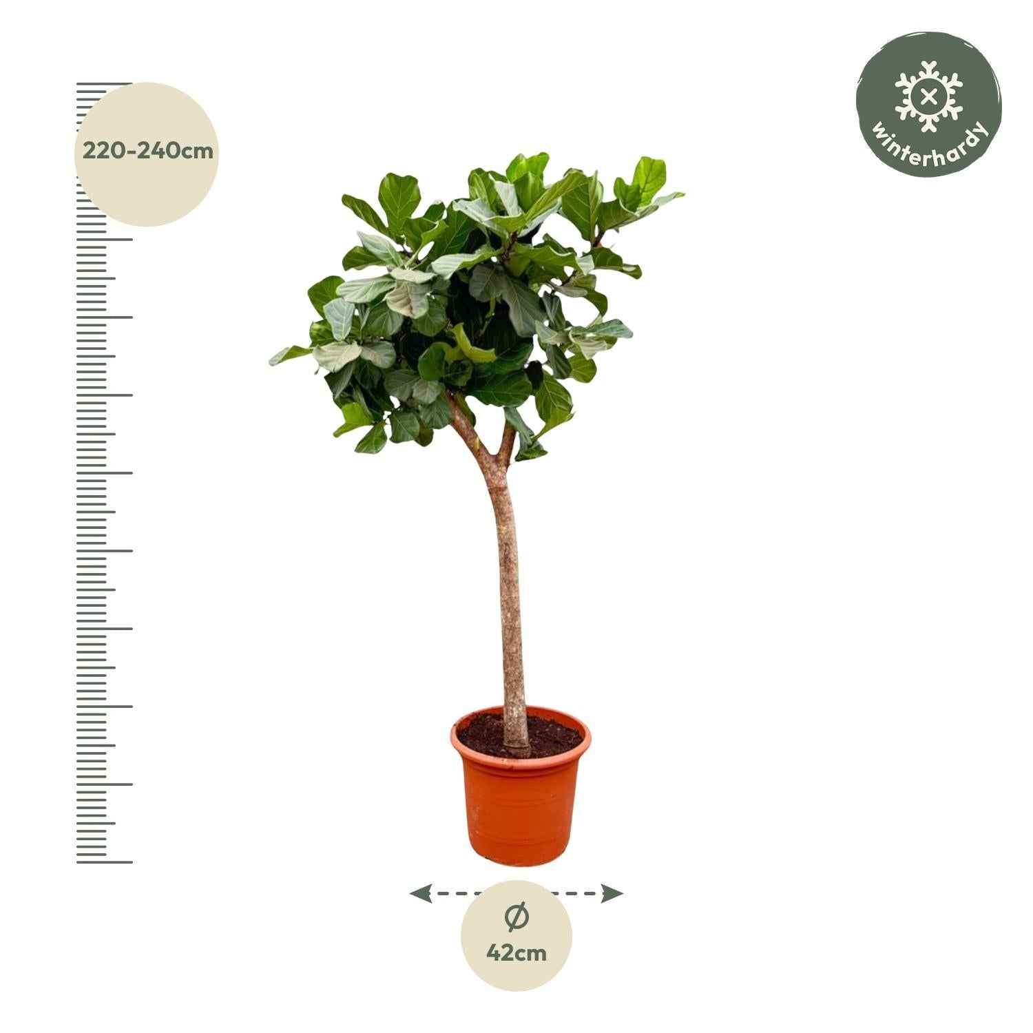 Image of Ficus Lyrata Baum XXL 230cm – Geigenfeige Zimmerpflanze extra groß – Ø40-45cm – große glänzende Blätter – ideal für Wohnzimmer & Büro-1