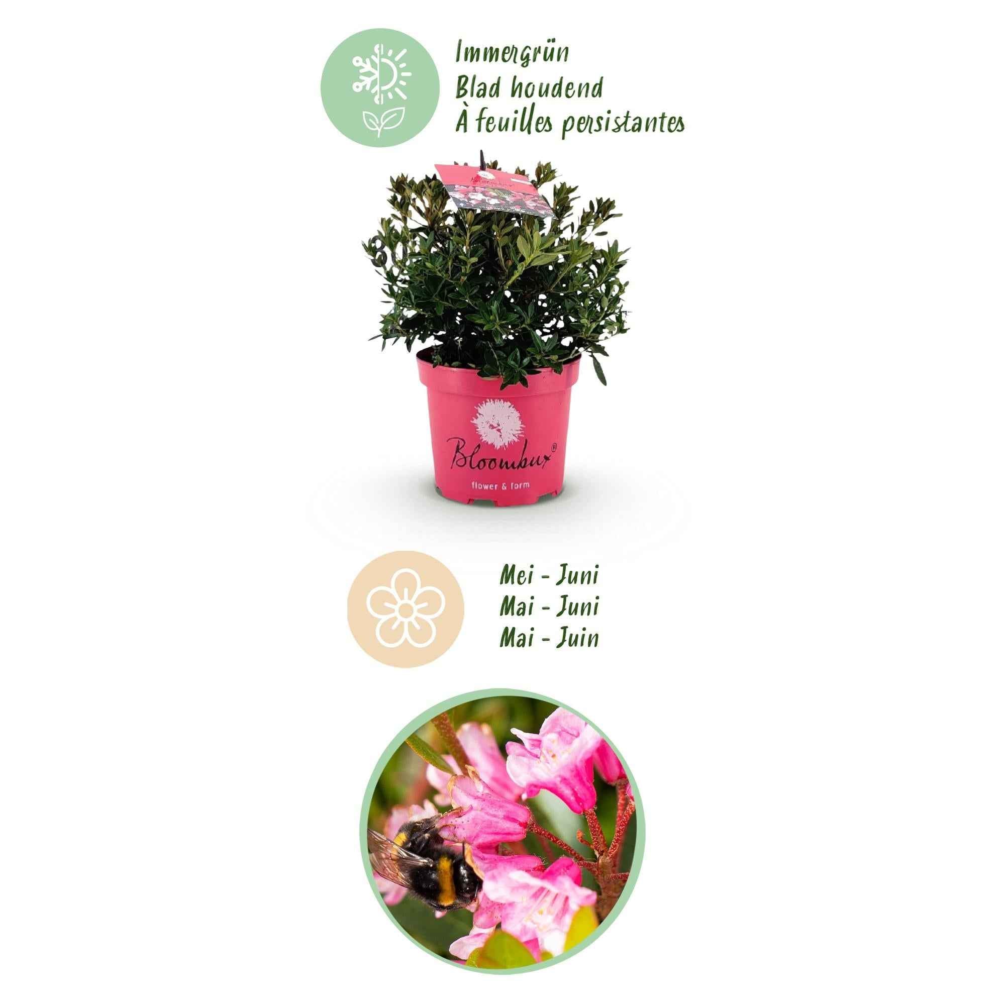Image of Rhododendron Bloombux Magenta – Zwerg-Rhododendron als Buchsbaum-Ersatz – Winterharte Gartenpflanze – 17cm ↕30-40cm-3