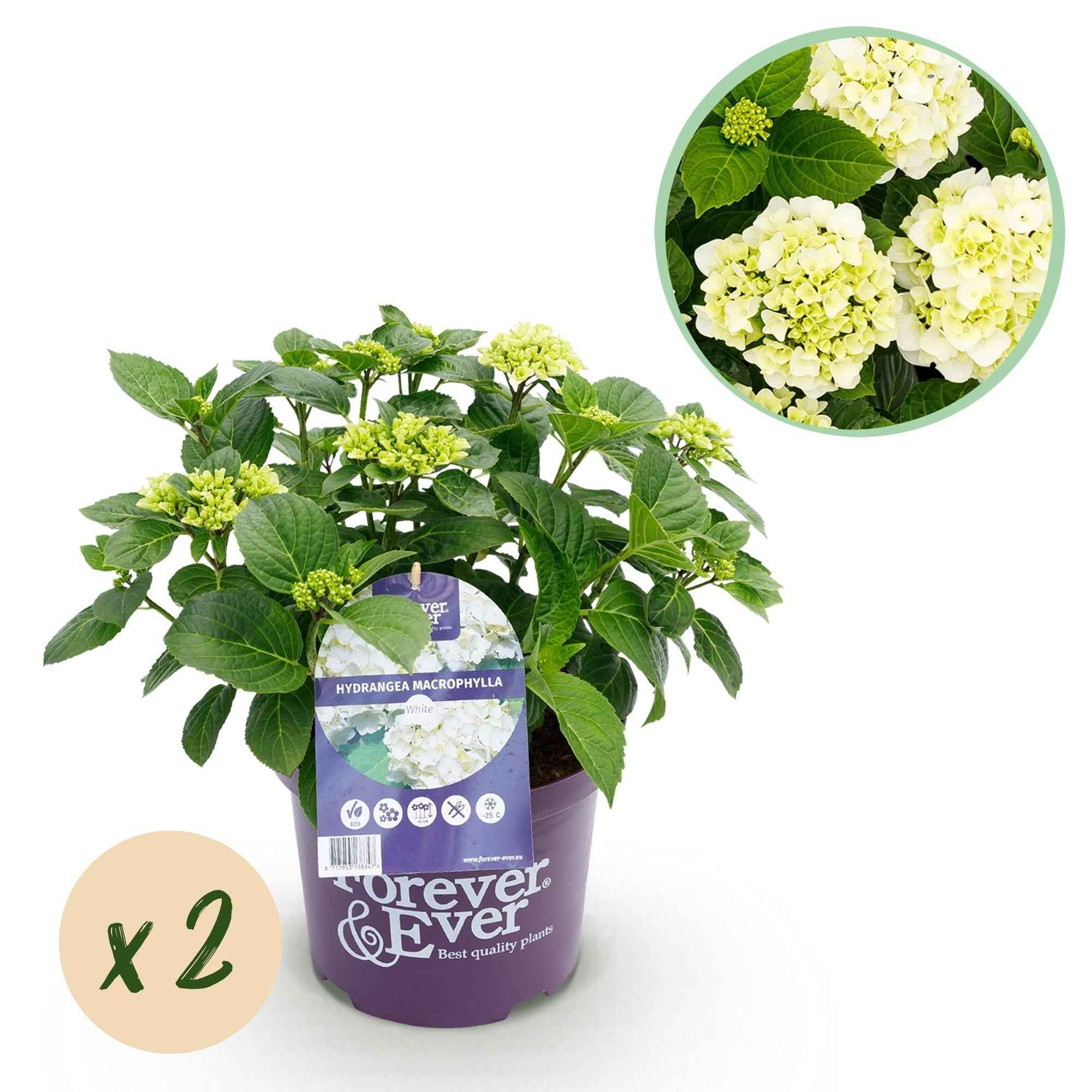 Image of Hydrangea Forever & Ever Weiß – Hortensie Ø23cm – ↕55cm – 2 Pflanzen – Winterhart & reichblühend – Balkon & Garten – 7-12 Blüten-0