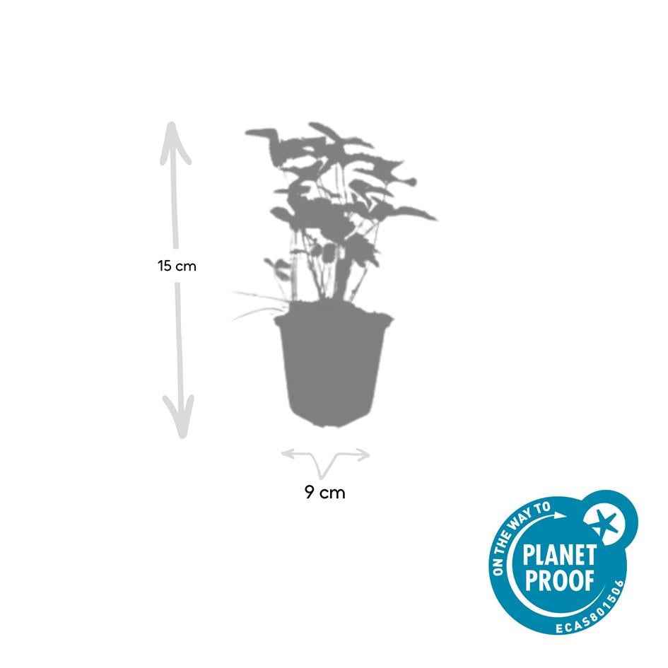Image of Wald – Erdbeere – Fragaria vesca – ↑10-25cm – Ø9cm – 12 Pflanzen – Bodendecker, essbare Früchte, pflegeleicht & winterhart
