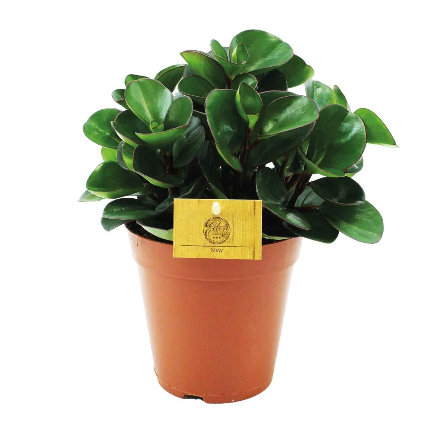 Image of Peperomia Burning Bush – Zwergpfeffer Zimmerpflanze – Ø15cm – ca. 25cm hoch – Kompakte & pflegeleichte Blattschmuckpflanze-0