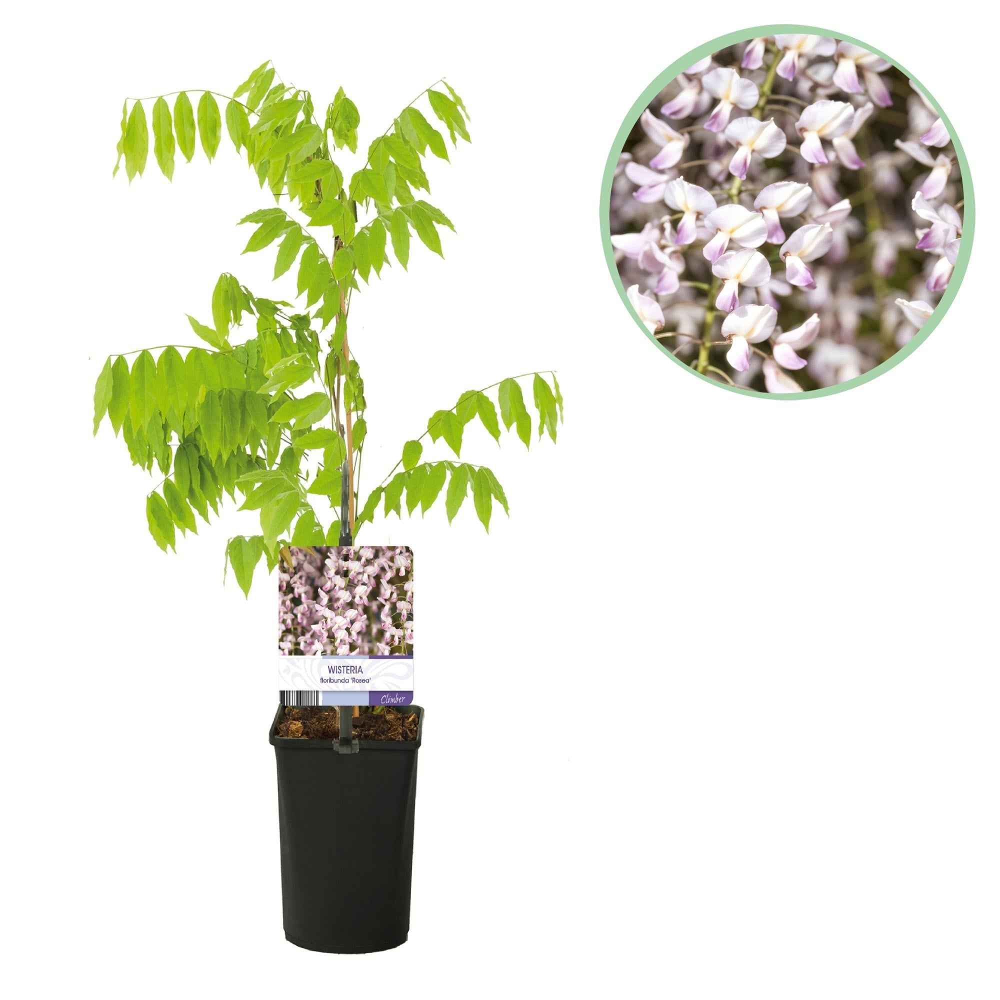 Image of Kletterpflanze Wisteria floribunda Rosea – Rosa Blütentrauben – Frühling – 11cm x H40cm – Pflegeleicht – Für Garten, Pergola & Zaun-1