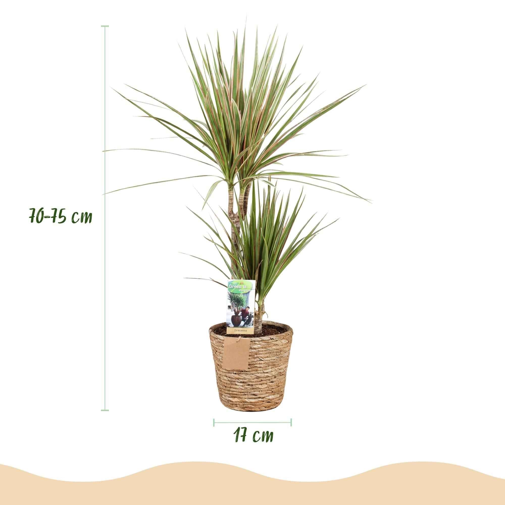 Image of Dracaena Marginata Bicolor – 70-75cm – 17cm inkl. Naturkorb – Pflegeleichter Drachenbaum – Grün – Braunes zweifarbiges Blattwerk – & Arbeitsräume-2