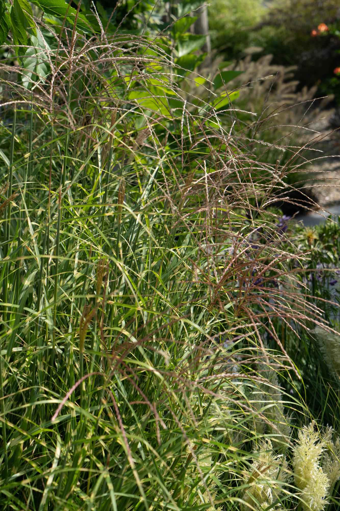 Image of Stachelschweingras Miscanthus sinensis Strictus – Ziergras – Ø23cm ↕60cm – Zebragras mit grün-gelben Querstreifen – Winterhart & pflegeleicht – Für Beet & Kübel