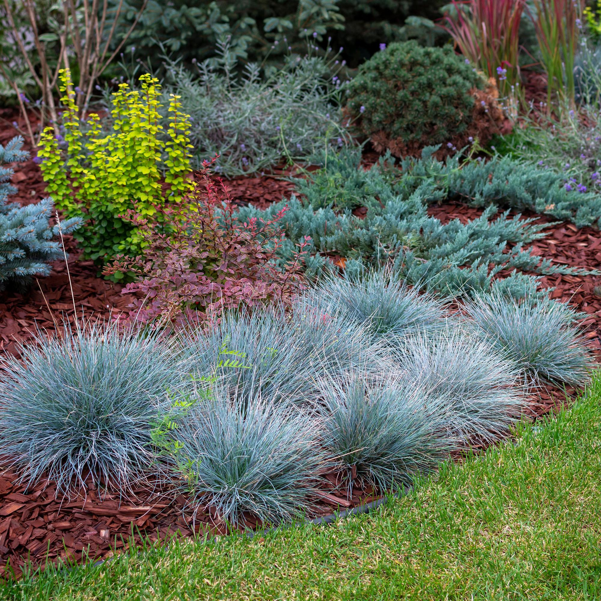 Image of Ziergras Blauschwingel Festuca glauca Intense Blue – Immergrün & winterhart – Höhe ca. 50cm – 17cm – Trockenheitsresistent für Beet & Kübel-4