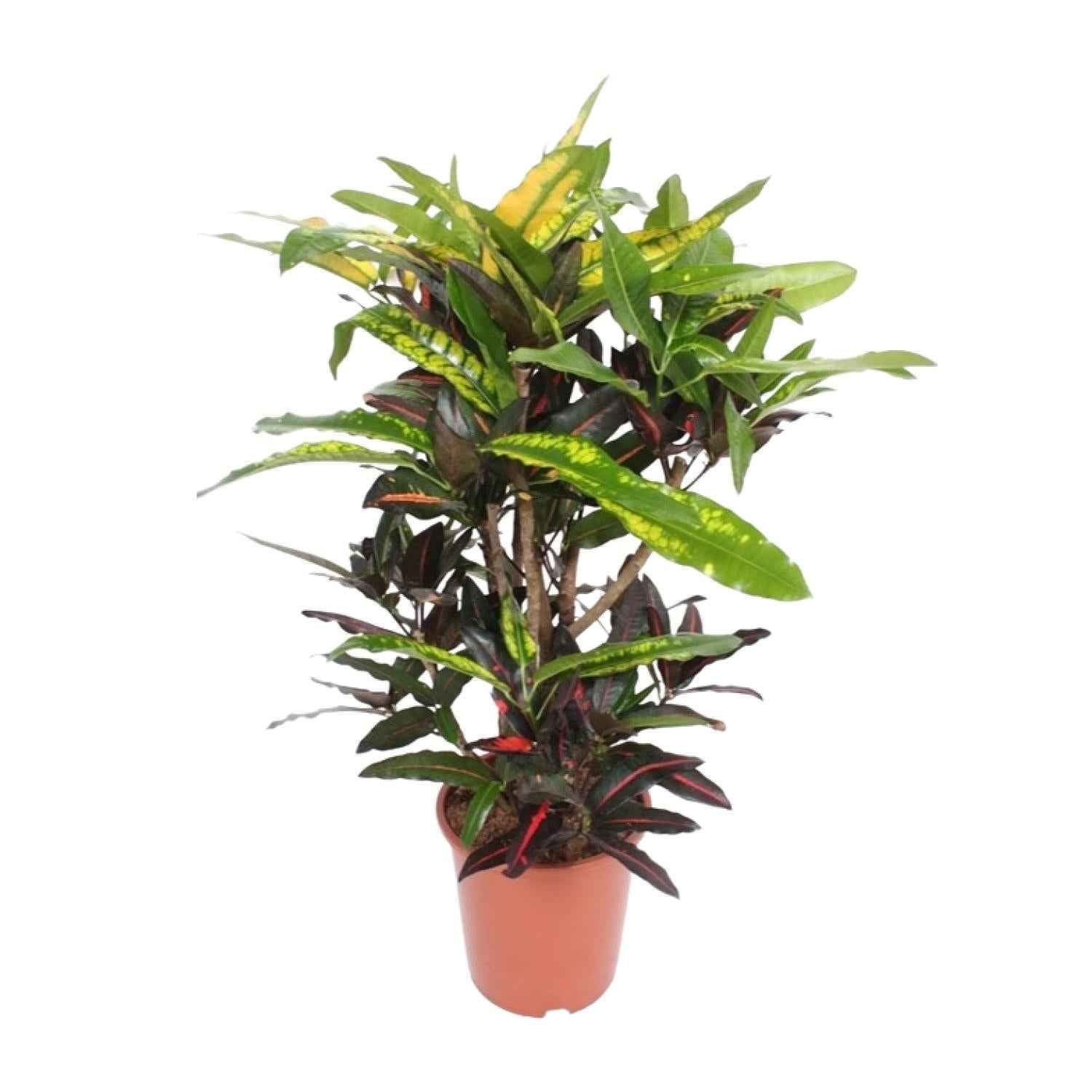 Image of Wunderstrauch – Codiaeum Mango Croton – Zimmerpflanze – Ø27cm – ↕110cm – Farbstarkes Laub in Gelb, Rot & Grün-0