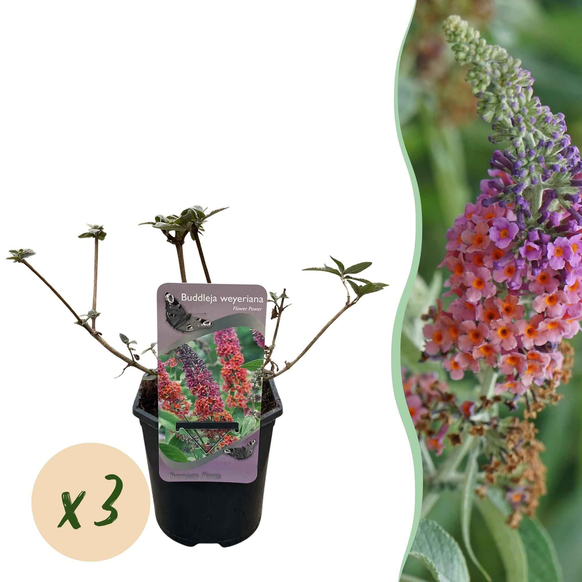 Image of Schmetterlingsbusch Buddleja davidii Flower Power – Orange – Lila Blüten – 3 Pflanzen – 1m² – Schmetterlingsfreundlich – 17cm Höhe 30cm-1