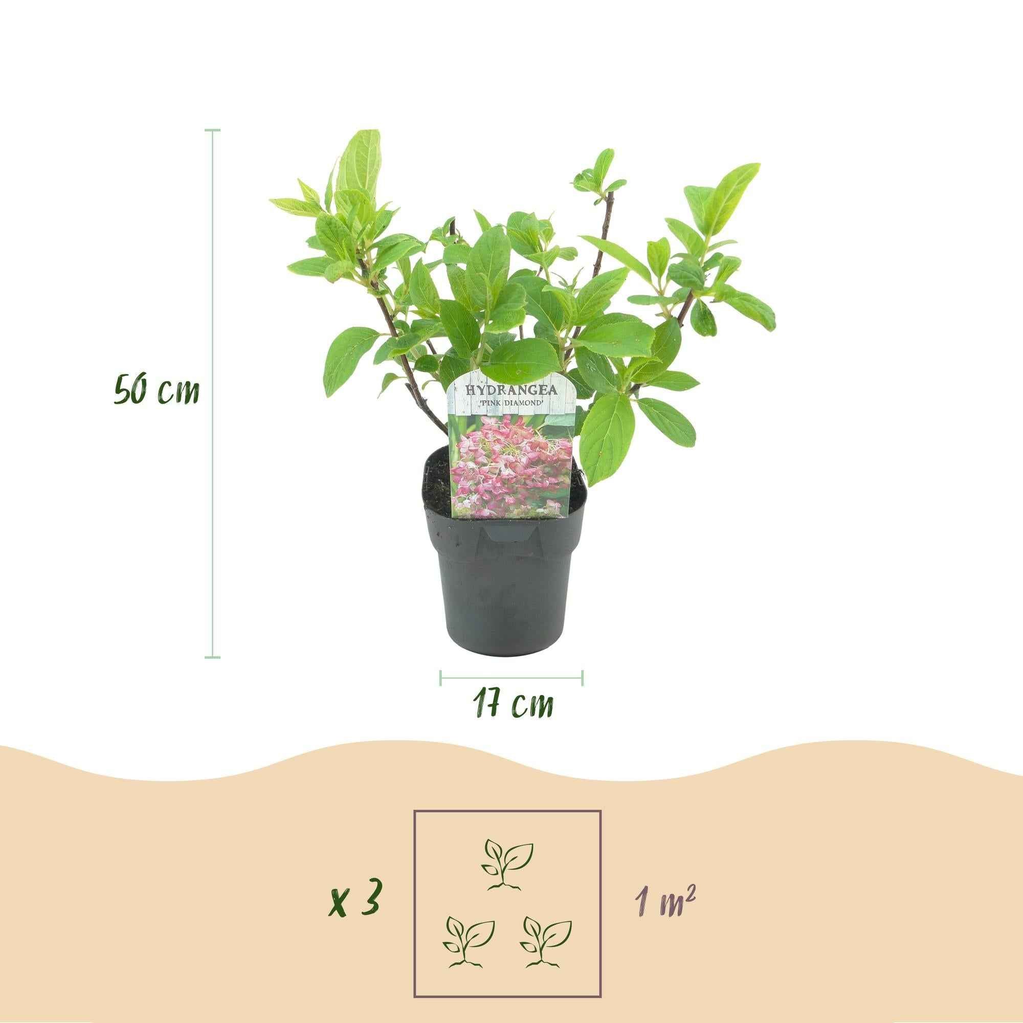Image of Rispenhortensie – Hydrangea panniculata Pink Diamond – Blüte Weiß – Rosa – Laubabwerfend – Große Blüten – 17cm – Höhe ca. 50cm-2