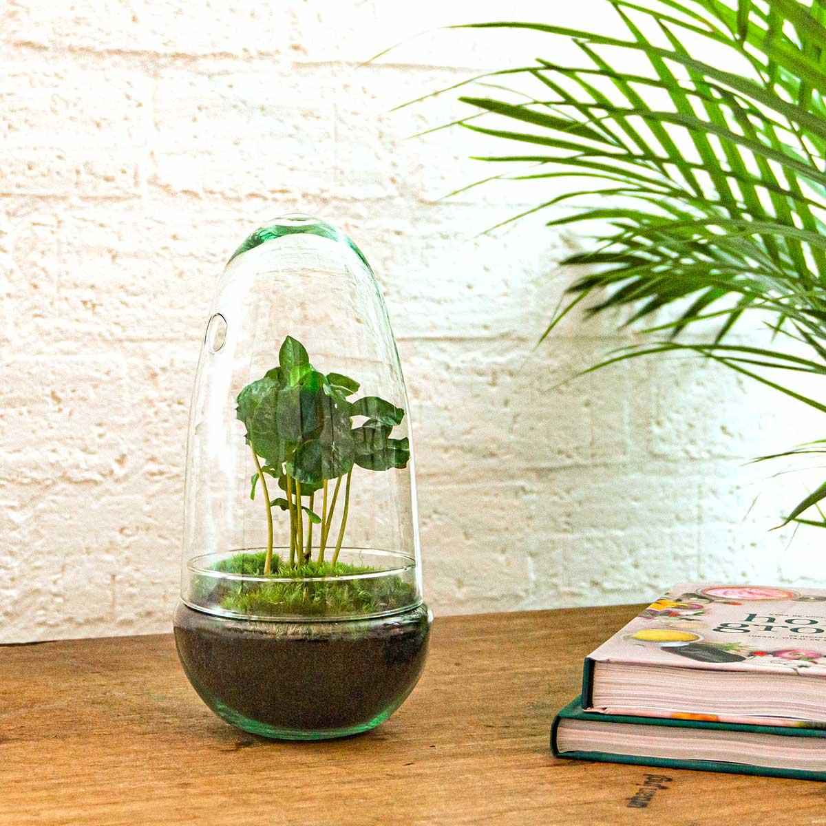 Image of Flaschengarten Egg Coffea Arabica – DIY Pflanzen – Terrarium – Höhe 25cm – Selbstversorgendes Mini – Ökosystem – Inkl. Moos, Erde & Pflanze