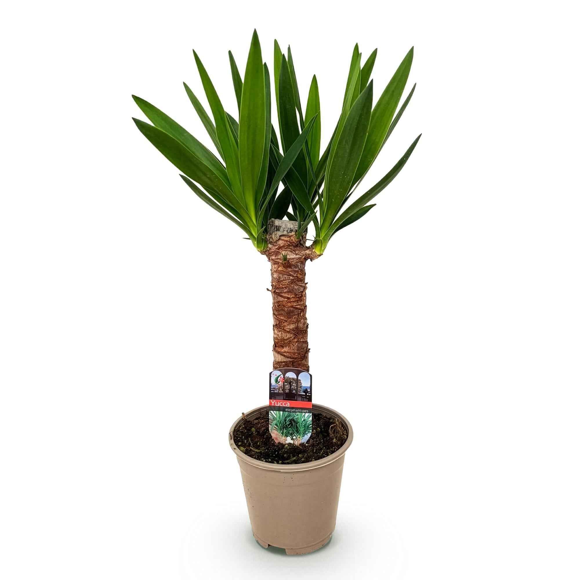 Image of Palmlilie Yucca Elephantipes – 55cm – 14cm – Pflegeleichte Palmlilie mit langen, schmalen Blättern-0