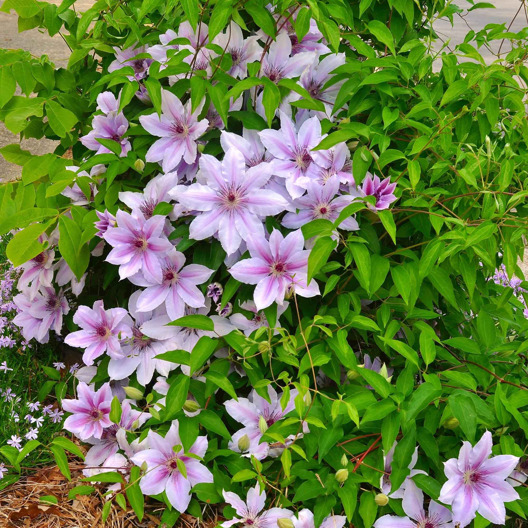 Image of Kletterpflanze Clematis Nelly Moser – Rosa Blüten – Wenig Pflege – 2 Pflanzen – 11cm Höhe 40cm – Für Garten, Balkon & Pergolen-1