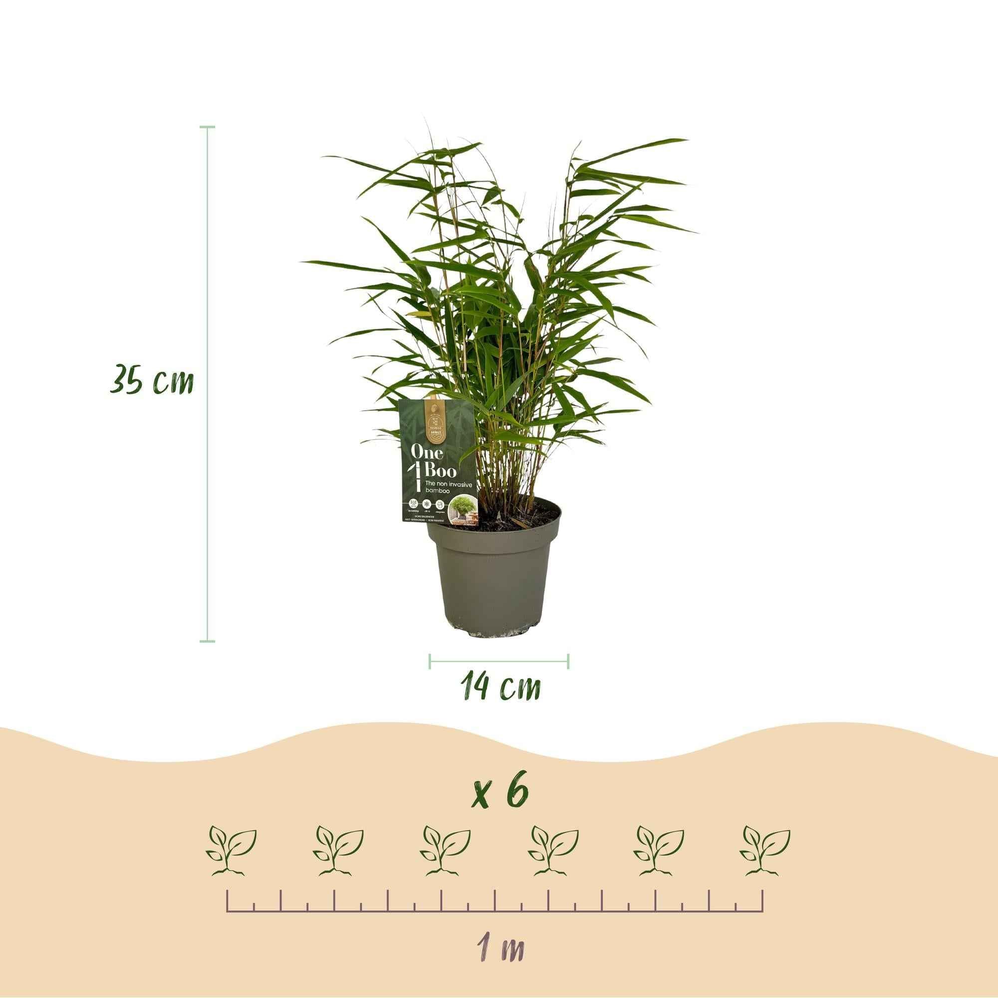 Image of Bambus Fargesia rufa – Immergrün – 2 Pflanzen – Grüner Bambus für Hecke, Garten & Terrasse – Ø14cm Höhe ca. 35cm-3