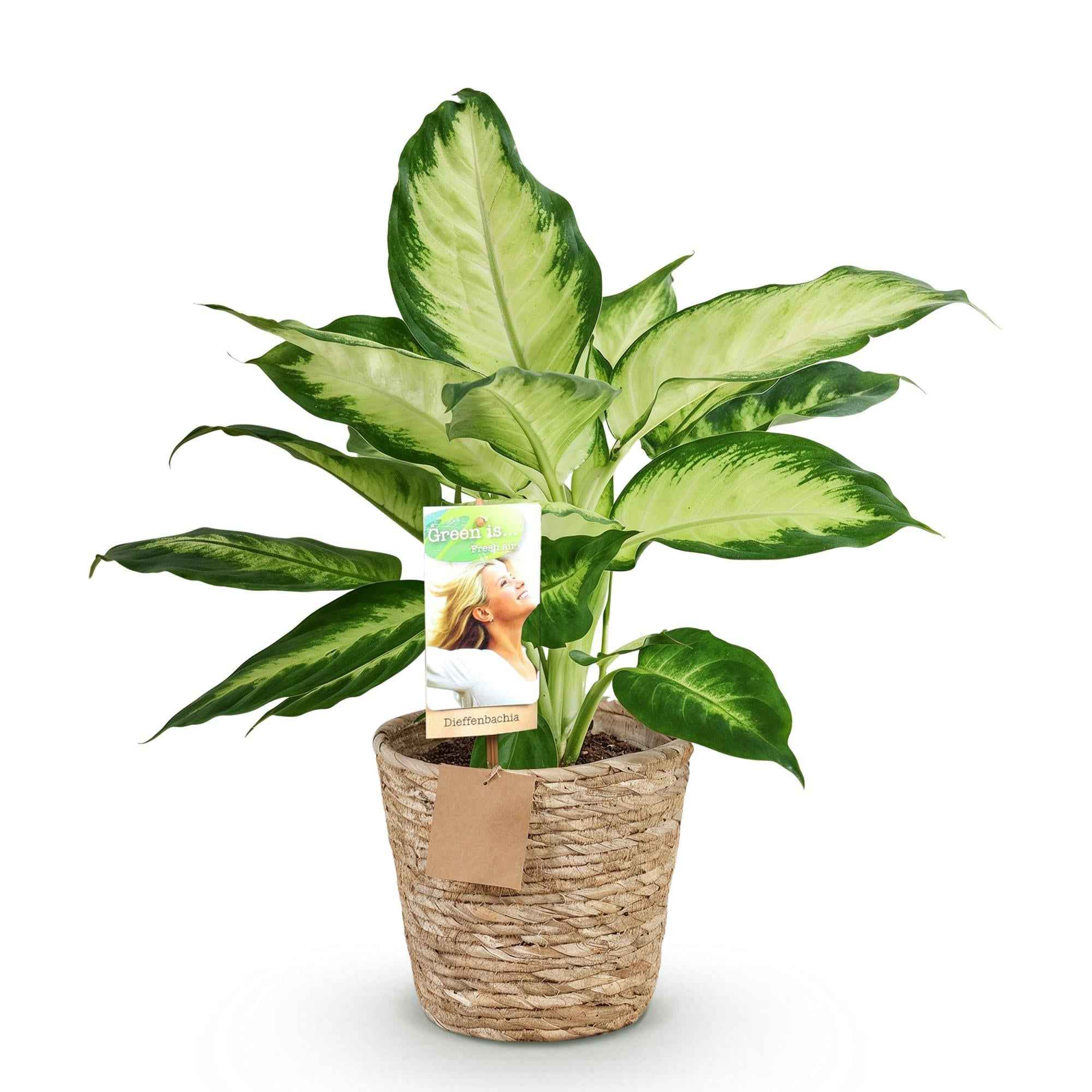 Image of Dieffenbachia Camilla – 45-50cm – 17cm inkl. Naturkorb – Pflegeleichte bunte Zimmerpflanze – Grün – creme gemustertes Blattwerk-0