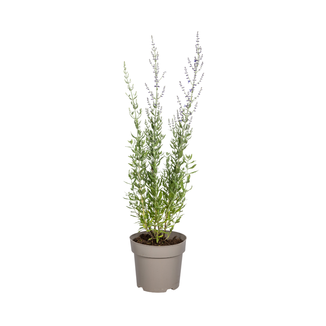 Image of Perovskia atriplicifolia – Blauraute – Ø19cm – ↕50–60cm – Lavendelblaue Blüten – Aromatisches Ziergehölz für sonnige Beete & Steingärten-0