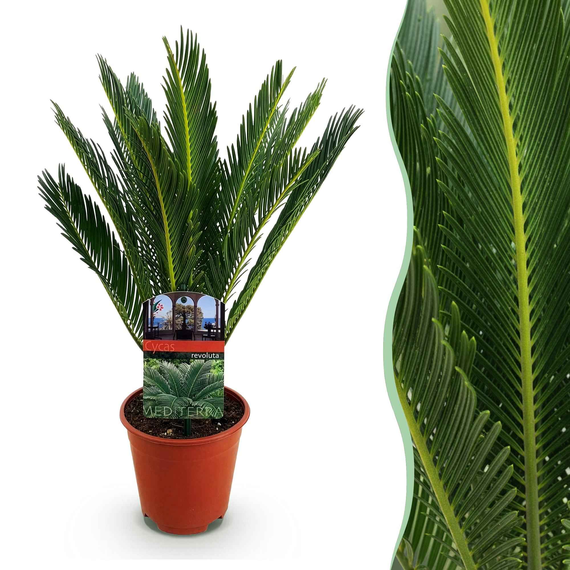 Image of Cycas revoluta Sagopalmfarn – 45cm – 14cm – Pflegeleichte Zimmerpflanze mit fiederartigen Blättern – Exotischer Blickfang für Wohn – & Arbeitsräume-1