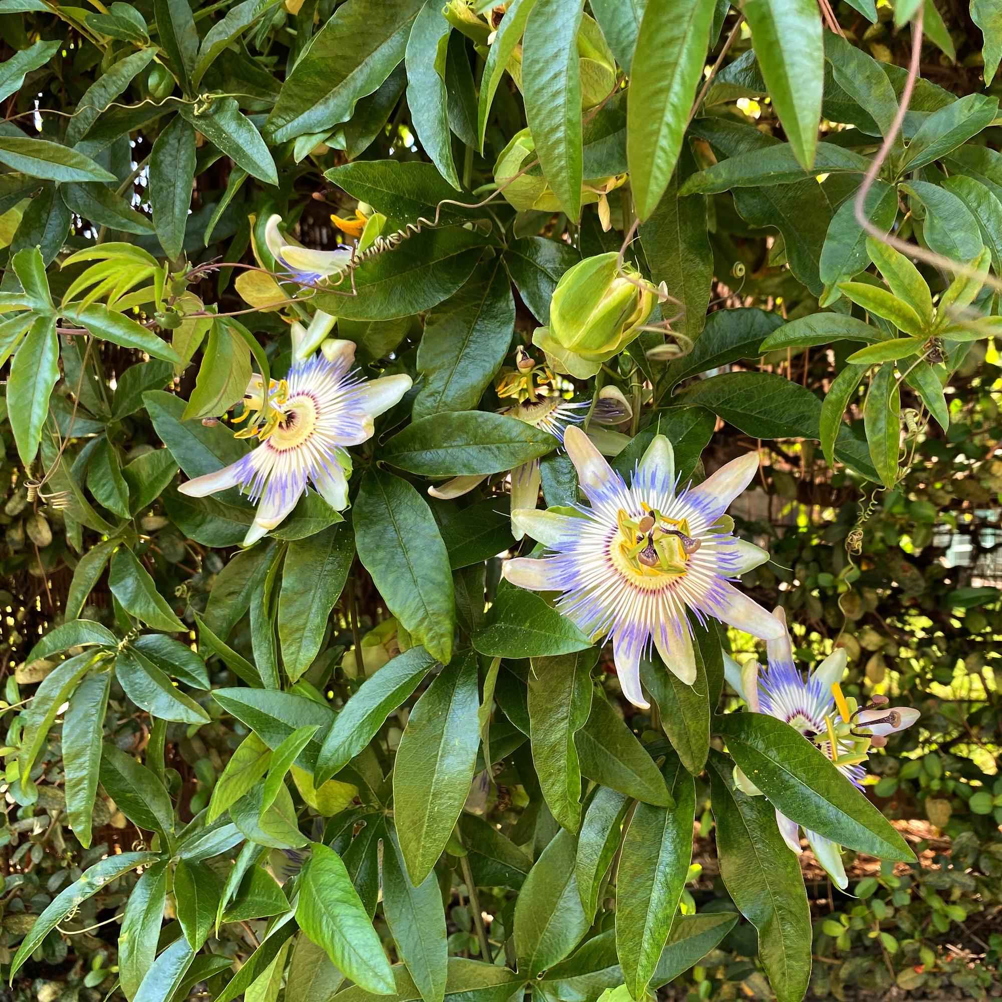 Image of Passionsblume Passiflora caerulea – 2 Pflanzen 11cm – ca. 40cm hoch – Kletterpflanze mit blau – weißen Blüten – Pflegeleicht & winterhart-0