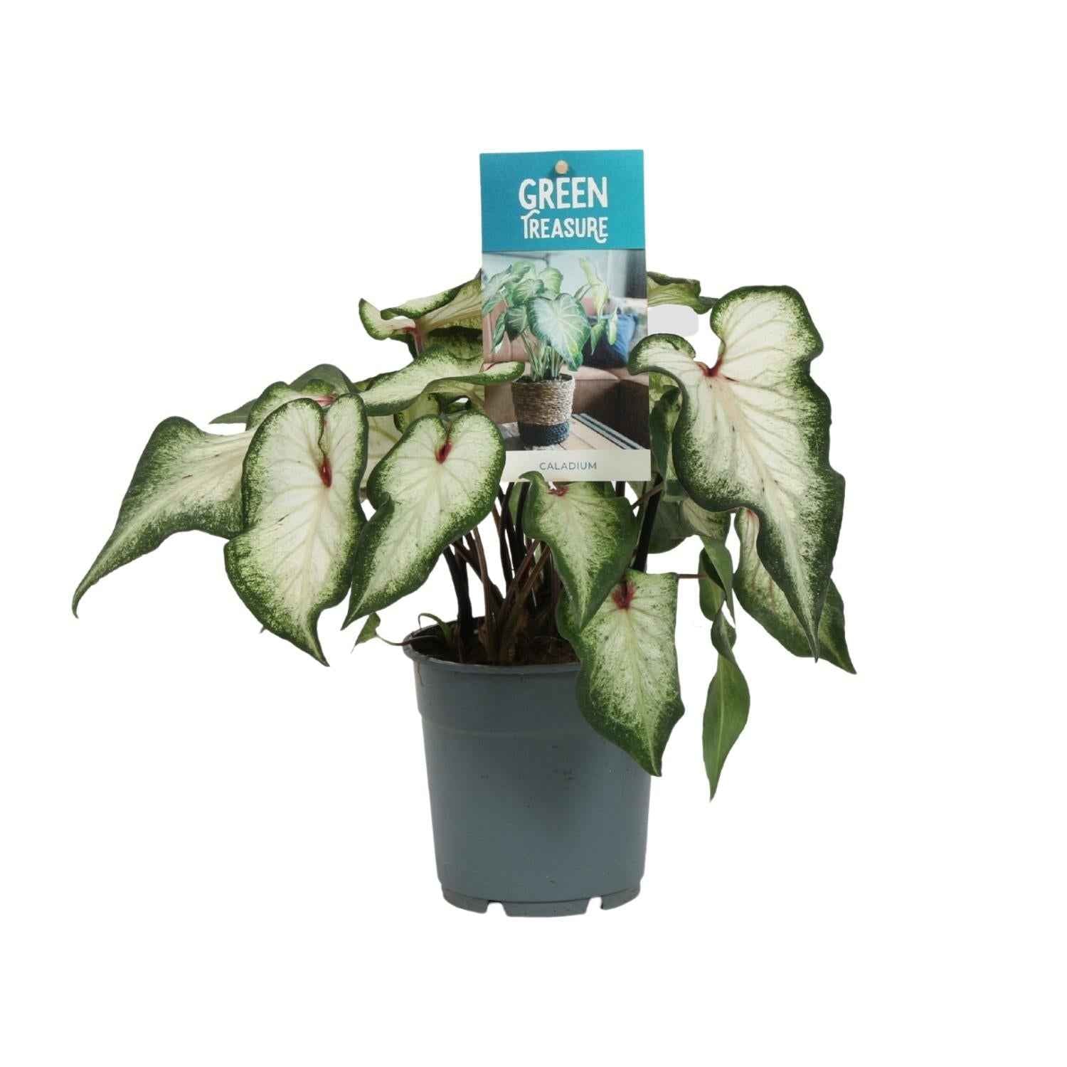 Image of Caladium Weiß – Angel Wings – Ø12cm – ↕25cm – Tropische Zimmerpflanze mit herzförmigen Blättern – Pflegeleicht & dekorativ – Für helle Innenräume-0