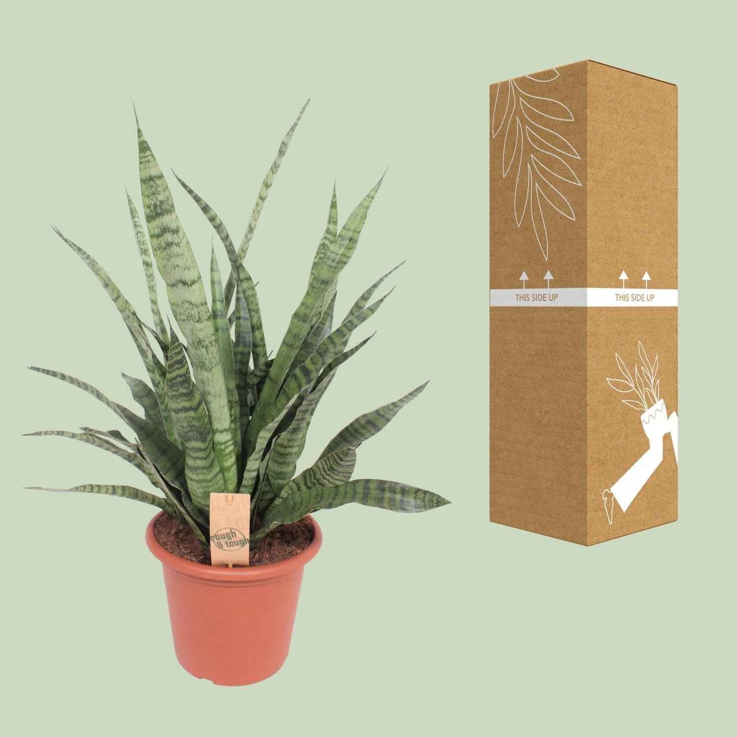 Image of Sansevieria Diamond Green – Schwiegermutterzunge – Ø25cm ↕80cm – Pflegeleichte Zimmerpflanze mit grünen Blättern – Luftreinigende Büropflanze-2