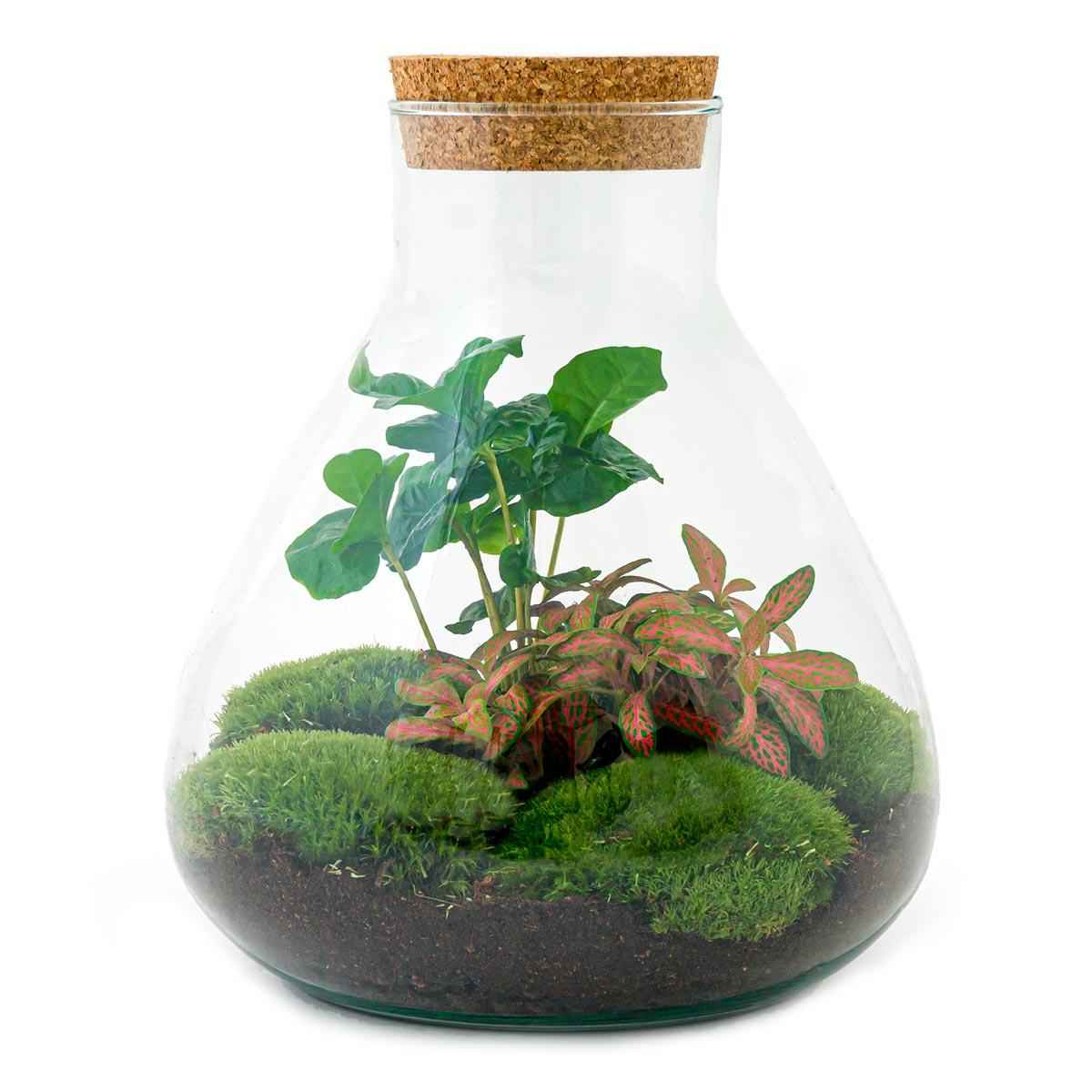 Image of Flaschengarten Sammie Coffea – DIY Bausatz Terrarium – ↕26cm – Do – It – Yourself Pflanzen – Set mit Korkdeckel – Autarkes Mini – Ökosystem-0