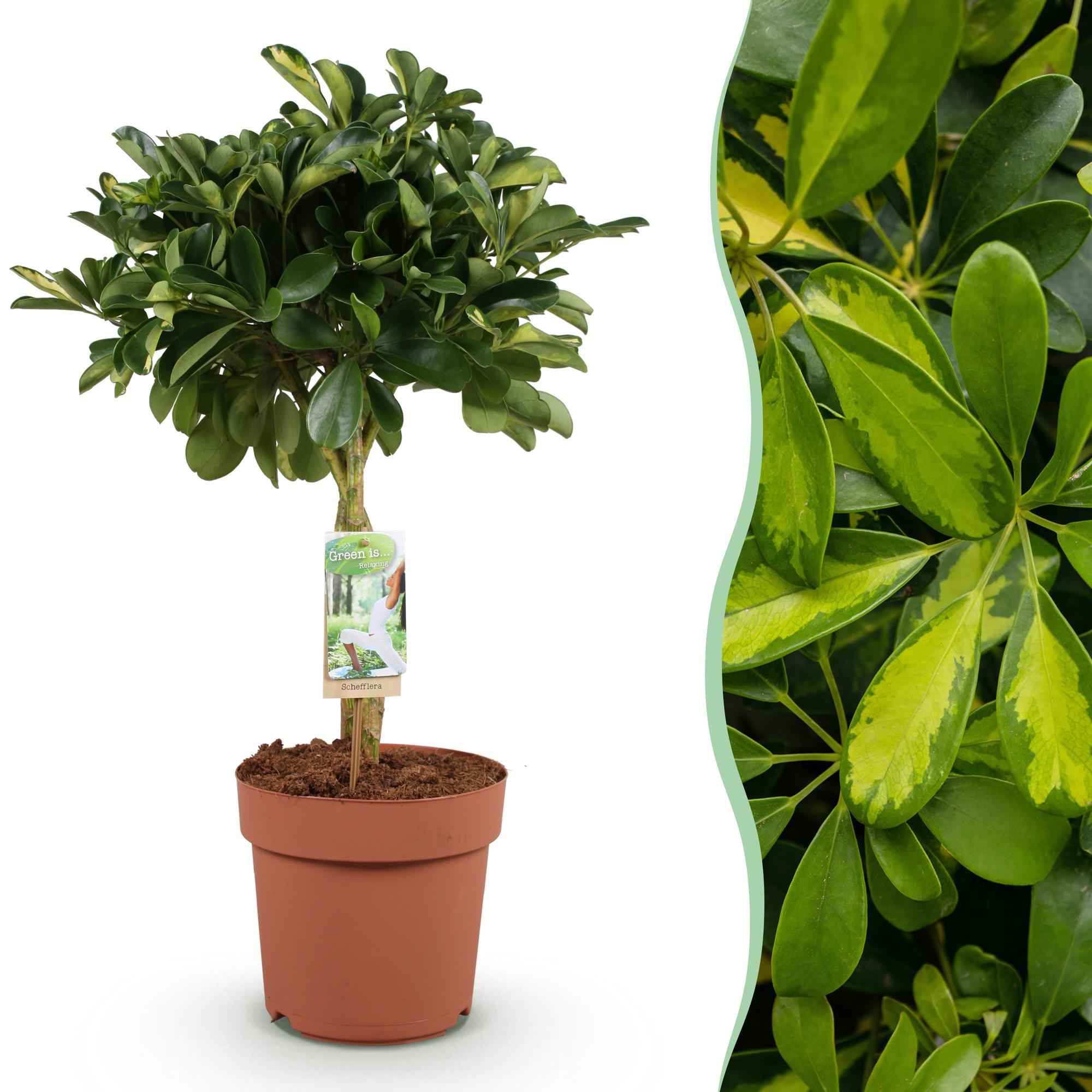 Image of Schefflera Gold Capella – 70-81cm – 21cm – Pflegeleichter Fingerbaum in Grün – Gold – Große luftreinigende Zimmerpflanze für Wohn – & Arbeitsräume-1