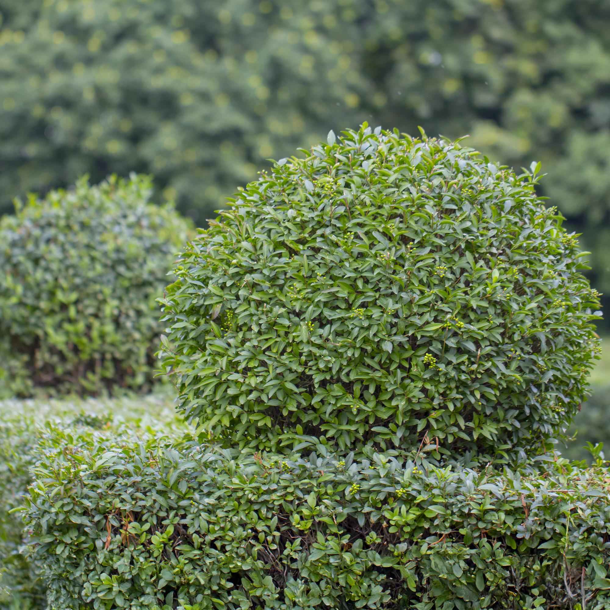 Image of Ovalblättriger Liguster Ligustrum ovalifolium – Immergrün – Heckenpflanze – Blatt Grün – 6 Pflanzen – 1m laufend – Pflegeleicht – 17cm Höhe 55cm-1