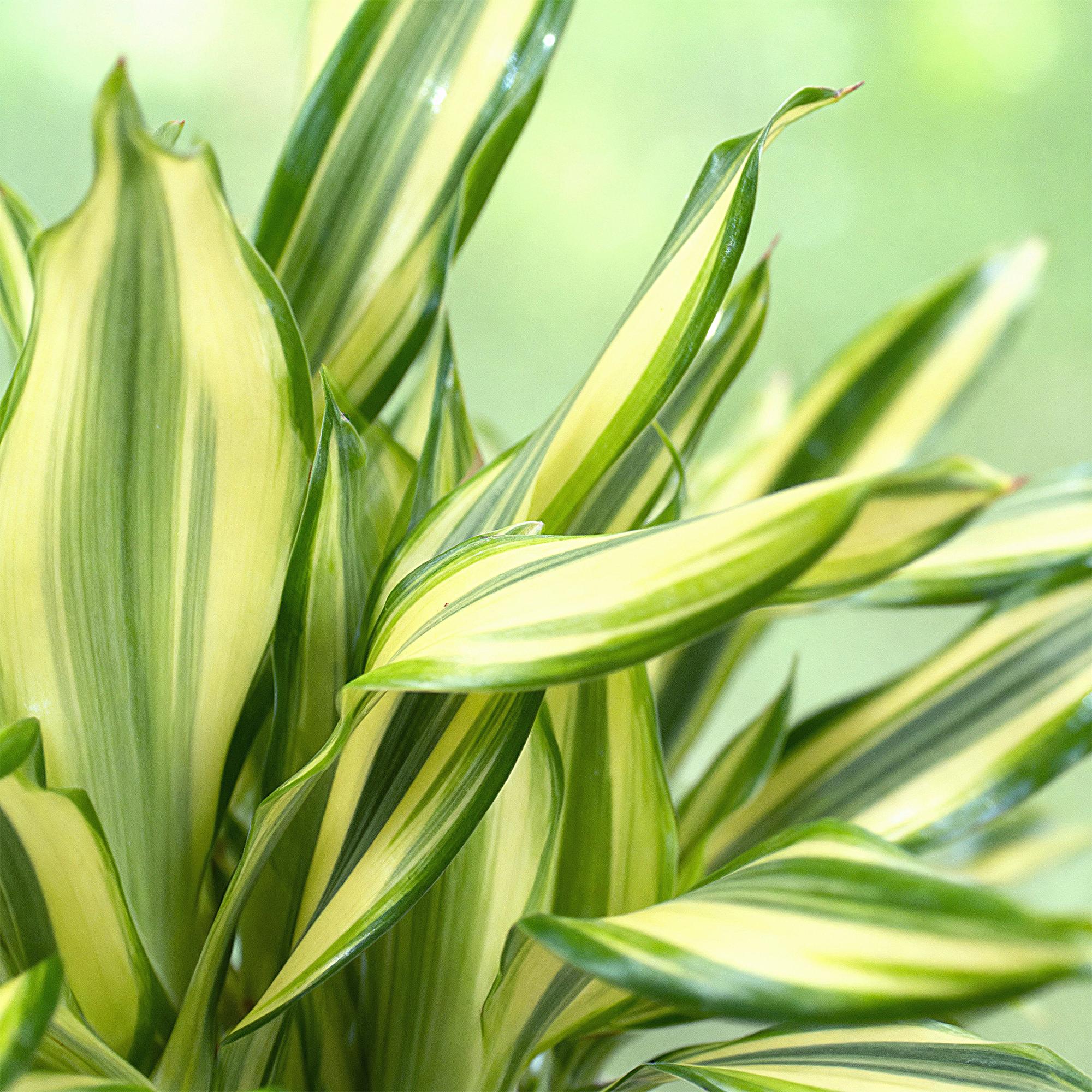 Image of Dracaena fragrans Diamond Dream – Drachenbaum – 17cm – Höhe 50-55cm – Pflegeleichte buntlaubige Zimmerpflanze für Wohnräume und Büro-4