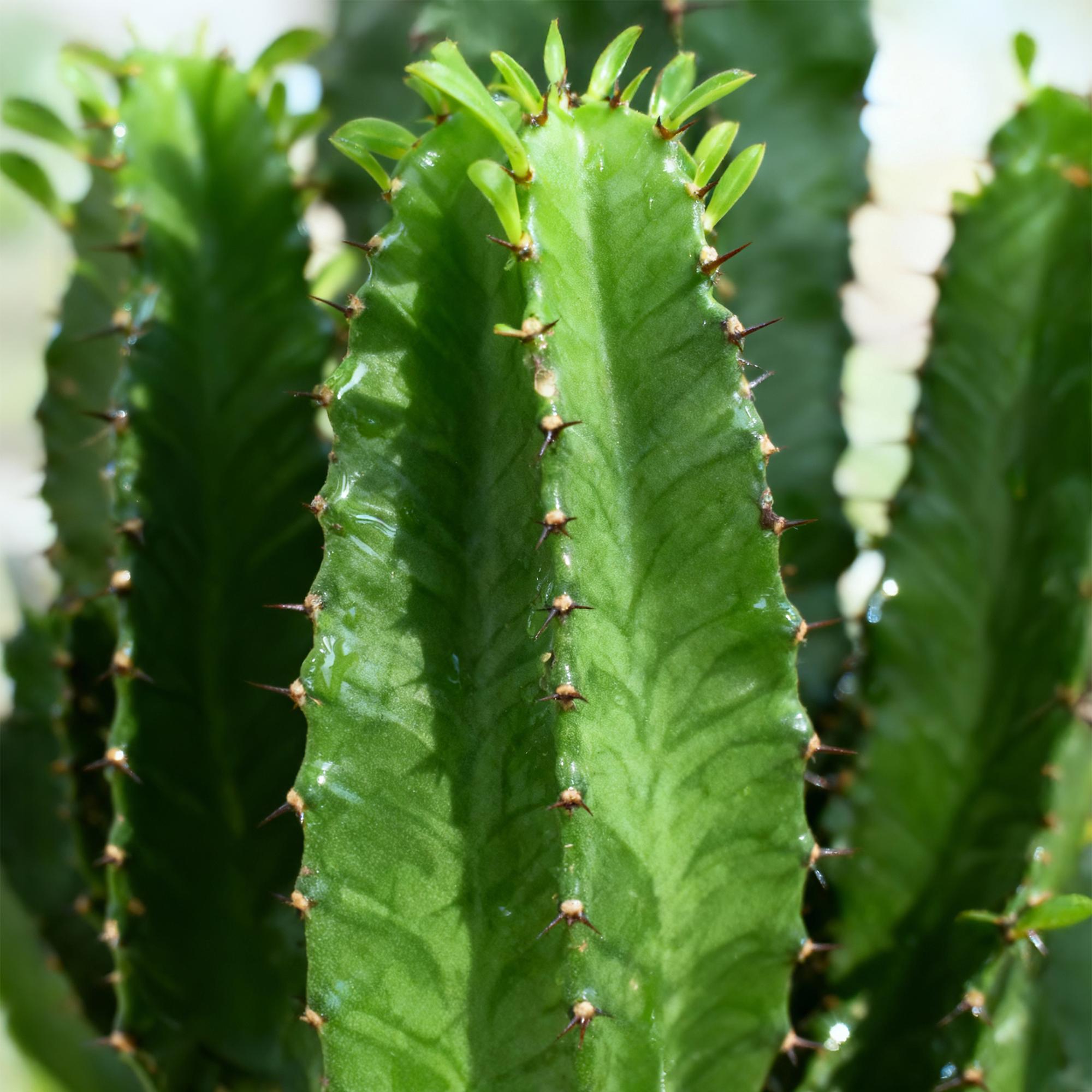 Image of Wolfsmilchkaktus Euphorbia Eritrea – Afrikanischer Milchbaum – 70cm – 19cm – Pflegeleichte Sukkulente mit markanten Stängeln – Robuste Zimmerpflanze-3
