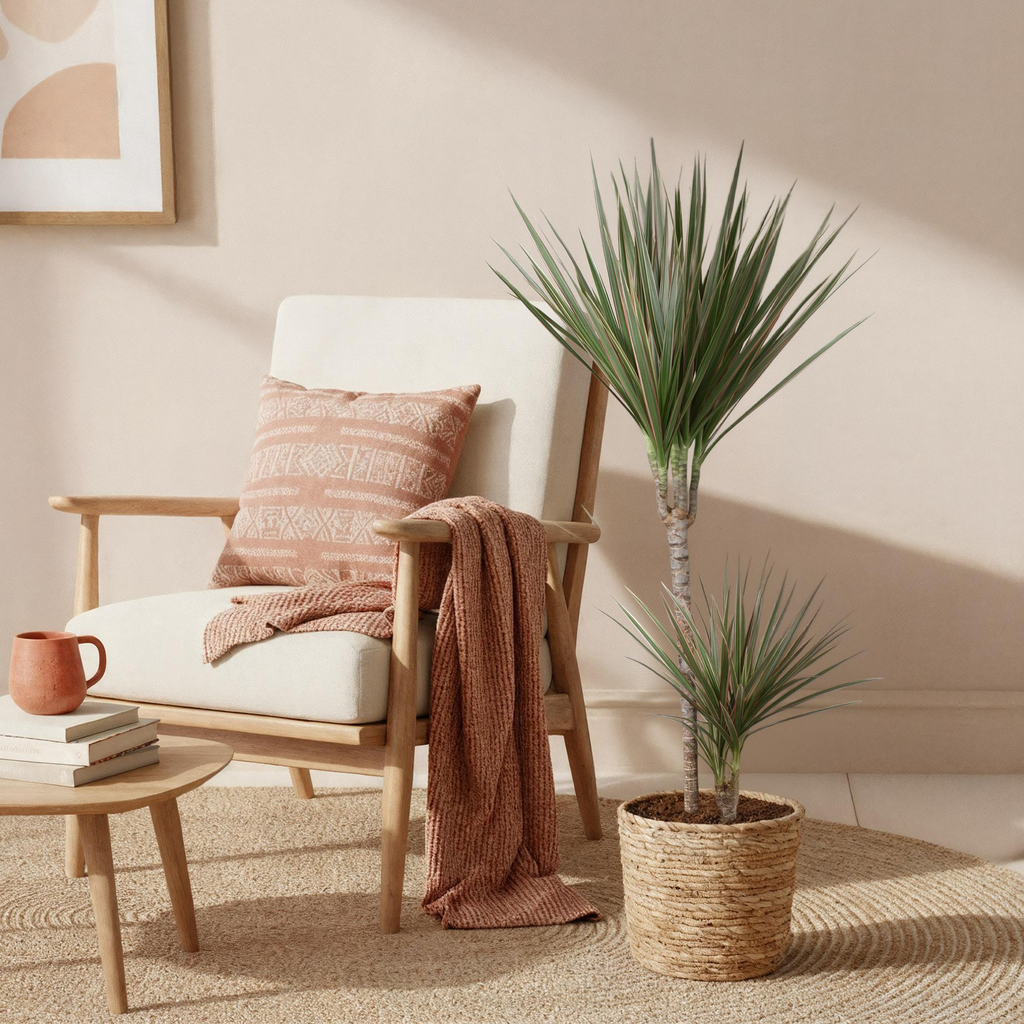 Image of Dracaena Marginata Bicolor – 90-100cm 21cm – Pflegeleichter Drachenbaum in Grün – Braun mit zweifarbigen Blättern für modernes Interieur-3