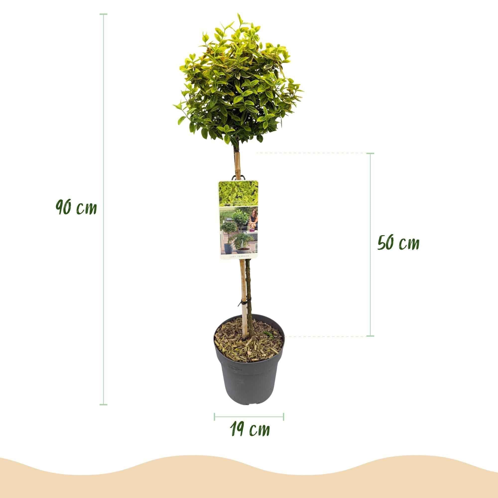 Image of Euonymus fortunei 'Emerald 'n Gold' – Immergrüne Stamm – Pflanze – grün – goldenes Laub – pflegeleicht & kompakt – Terrassen – & Gartenpflanze-2