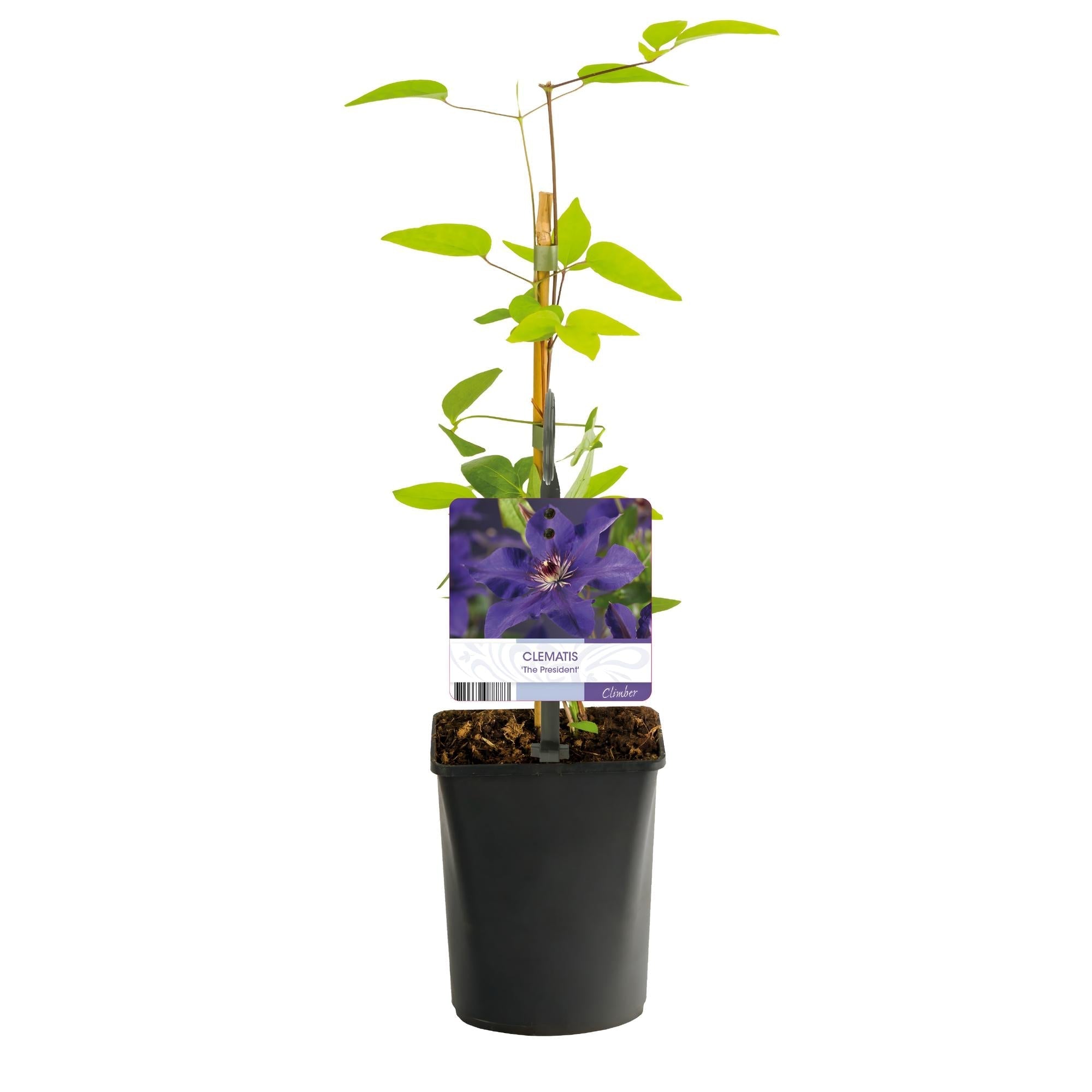 Image of Kletterpflanze Clematis The President – Rosa Blüten – 2 Pflanzen – 11cm x H40cm – Bis 3m – Pflegeleicht – Ideal für Garten, Balkon & Pergola-2