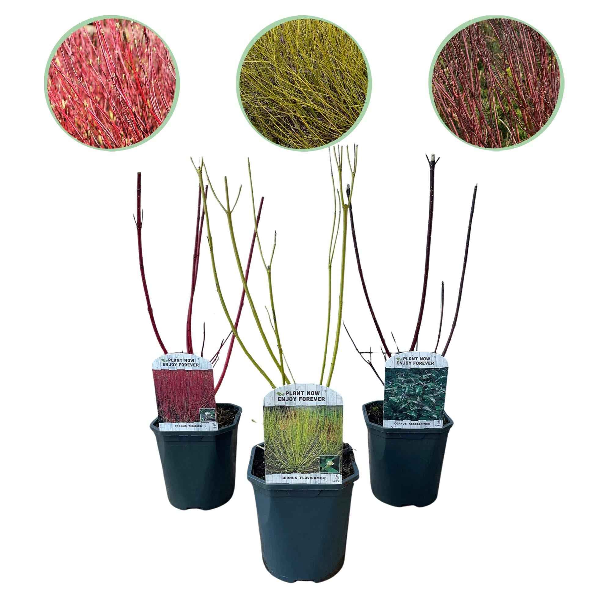 Image of Cornus alba Sträucher 3 Pflanzen – Flaviramea, Kesselringii & Sibirica – Auffällige farbige Zweige in Gelb, Rot & Lila – 17cm – Höhe ca. 45cm-0